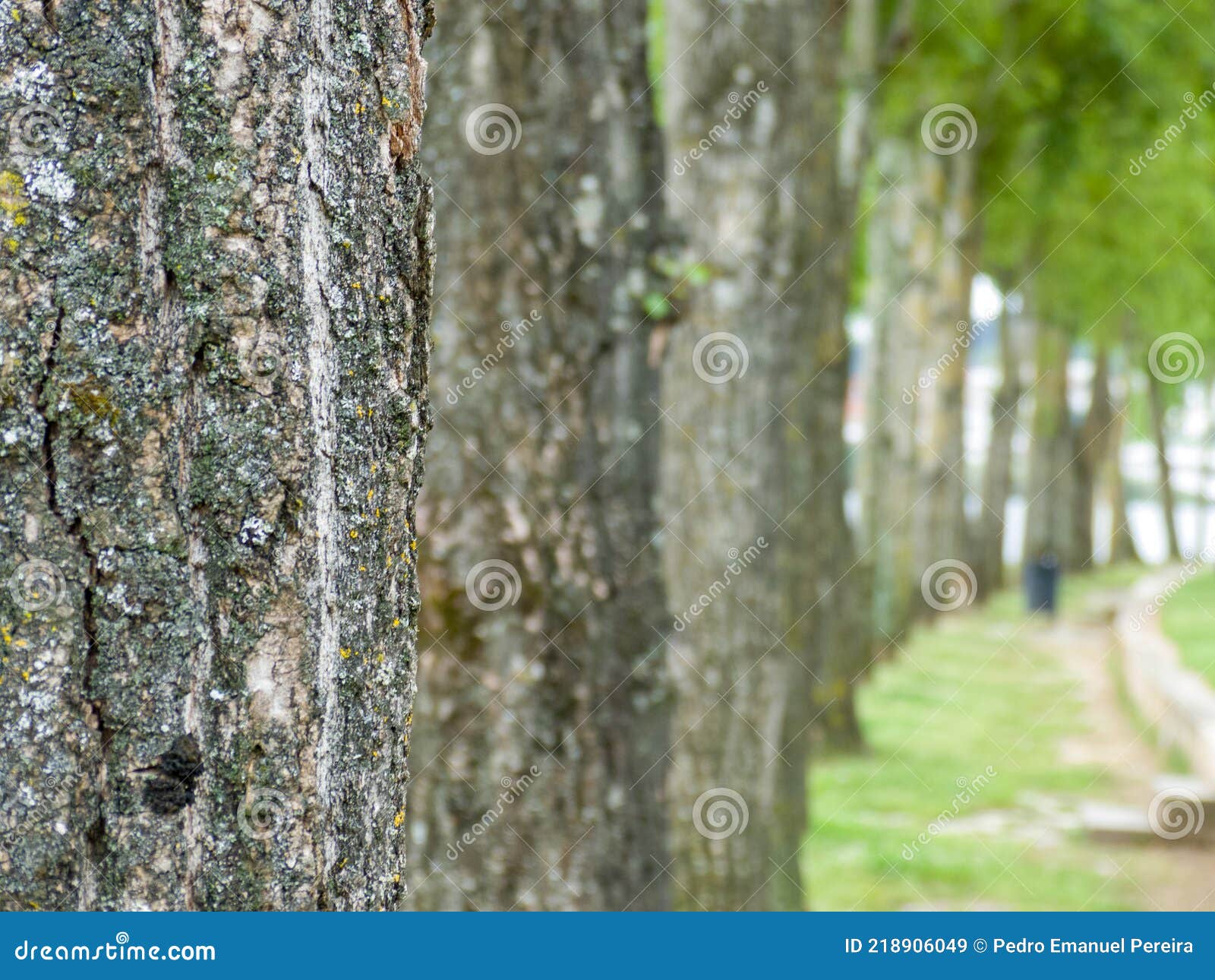 varios troncos de ÃÂ¡rvores perspectiva com o primeiro focado