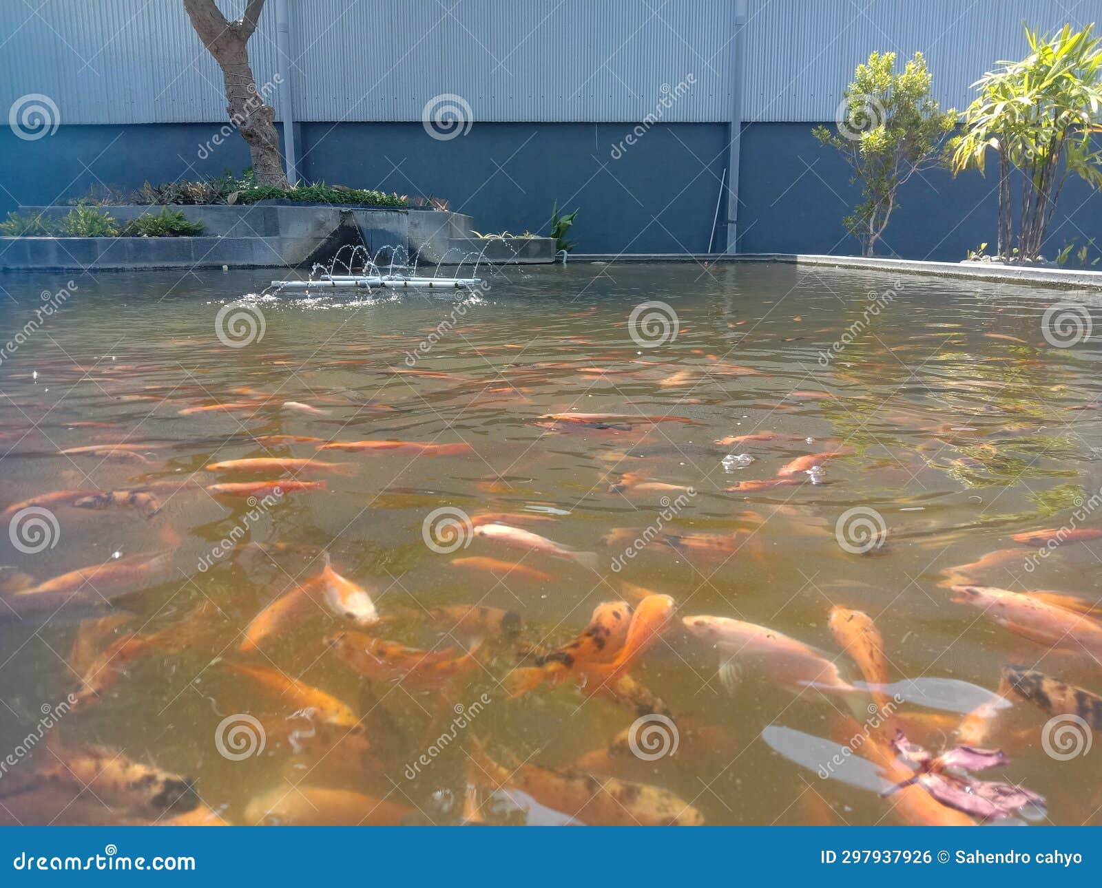 varios types of koi fish in the pond
