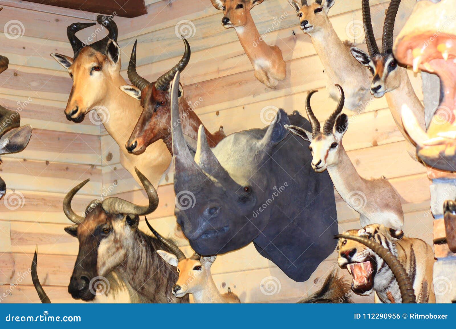 Featured image of post Animal Heads On Wall / A deer head on a wall is called a deer mount, if it was a bear it&#039;d be a bear mount.