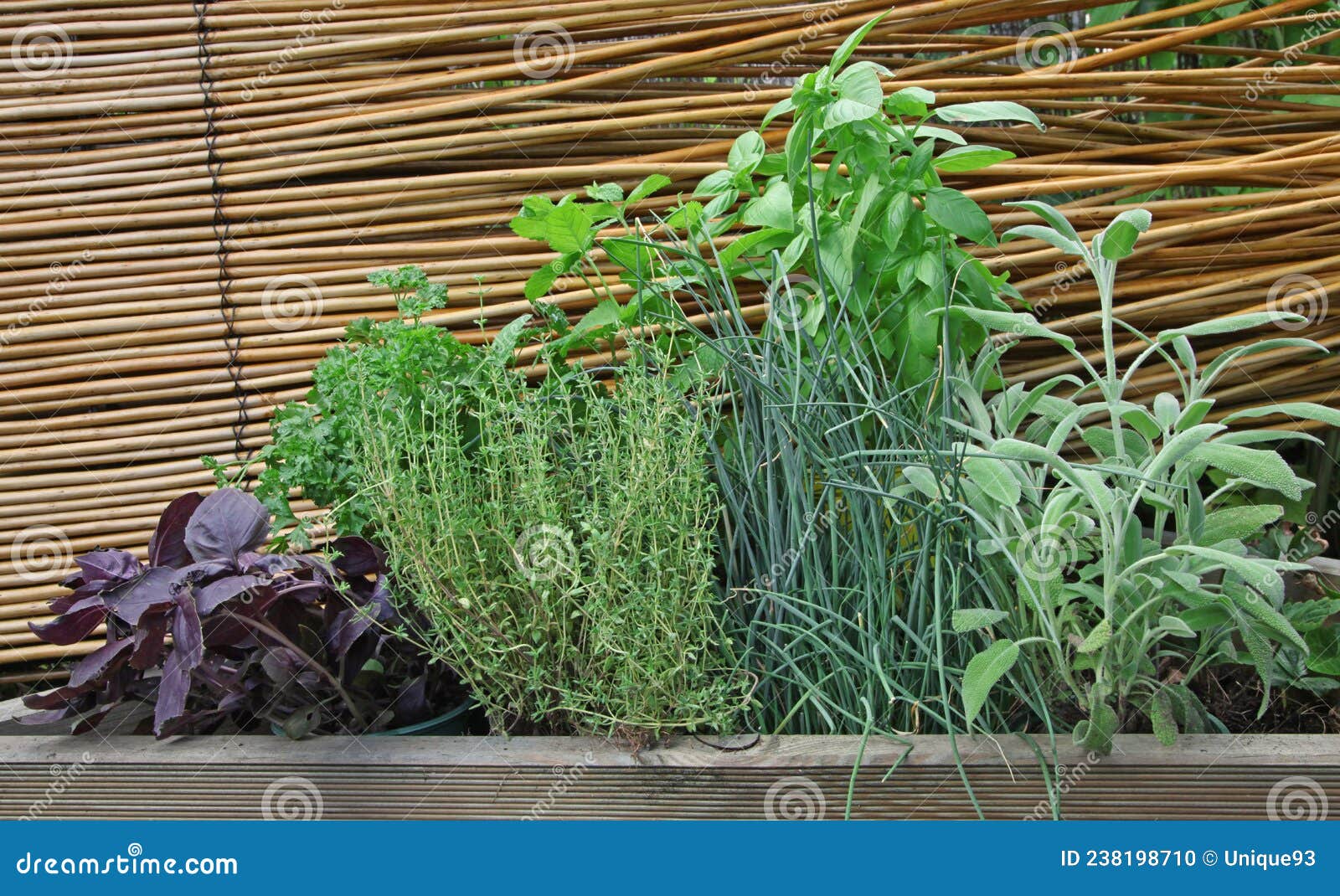 Aromatic Plants in a Vegetable Garden Stock Photo Image of basil, herbs 238198710