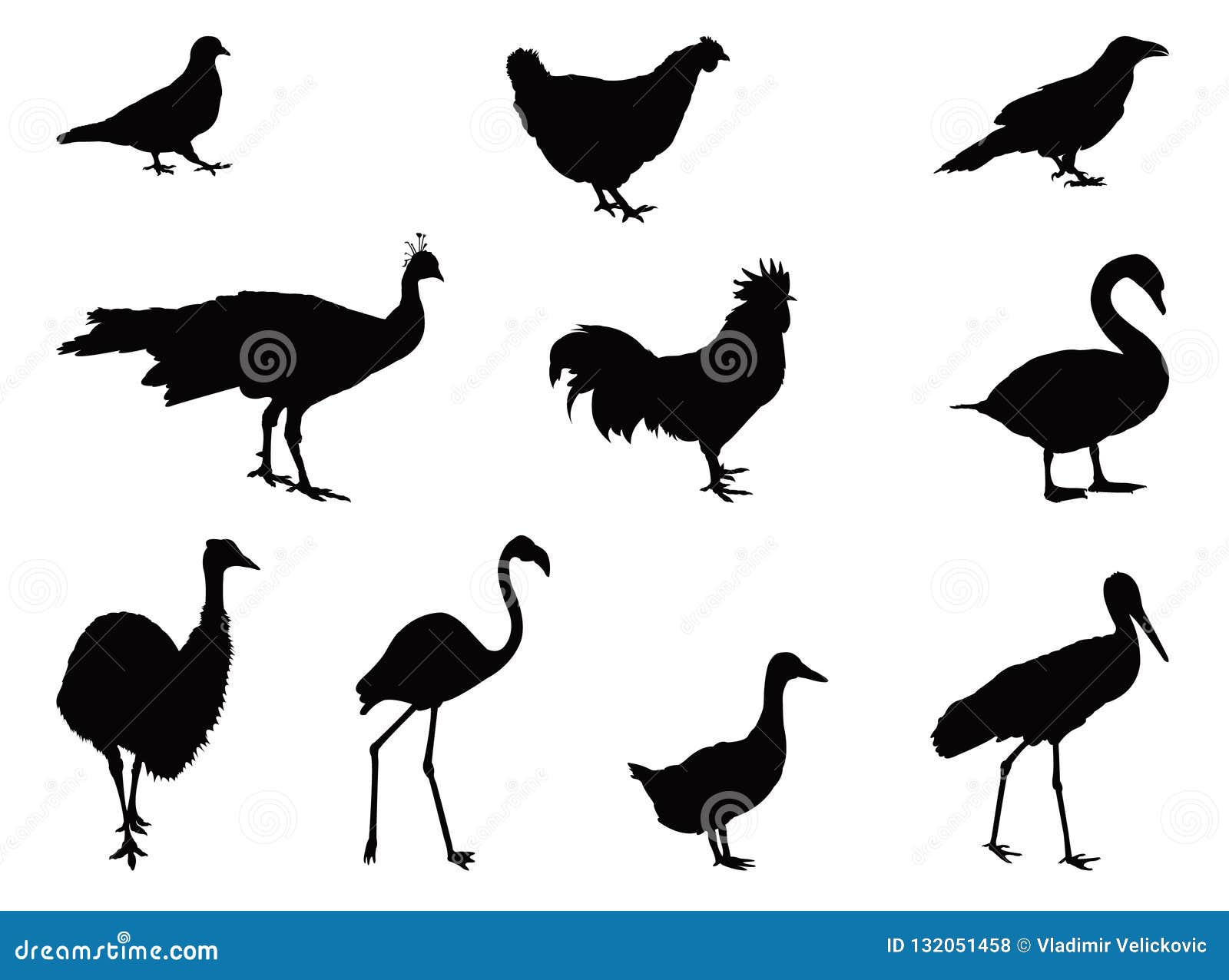 various birds silhouette - group of endothermic vertebrates, characterised by feathers, toothless beaked jaws, the laying of hard-