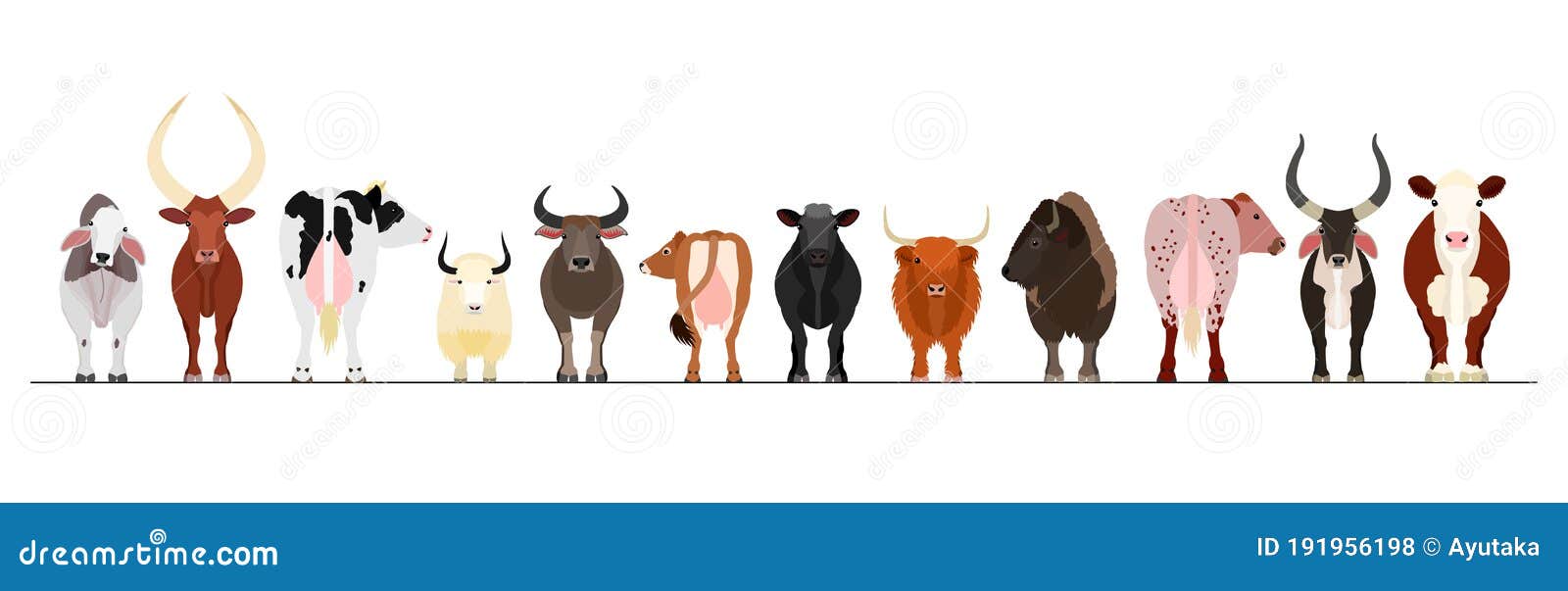 various breeds of cattle border