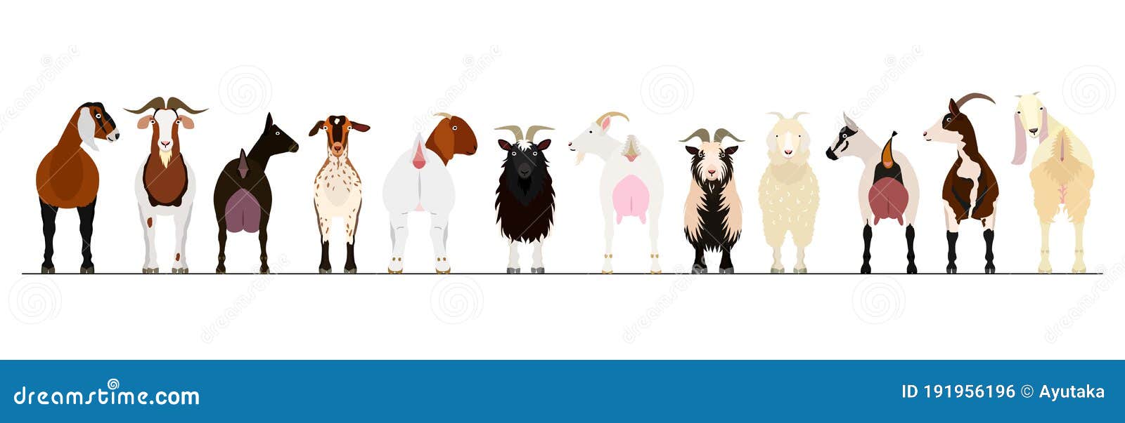 various breeds of goats border
