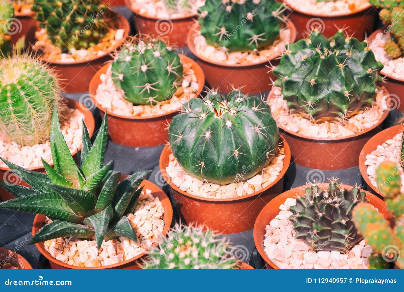 Various Cactus Plants ,small Cactus Stock Image Image of sale, desert
