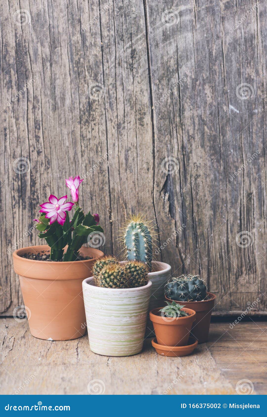 Various Cactus and Succulent Plant in Clay Pot on Vintage Wooden ...