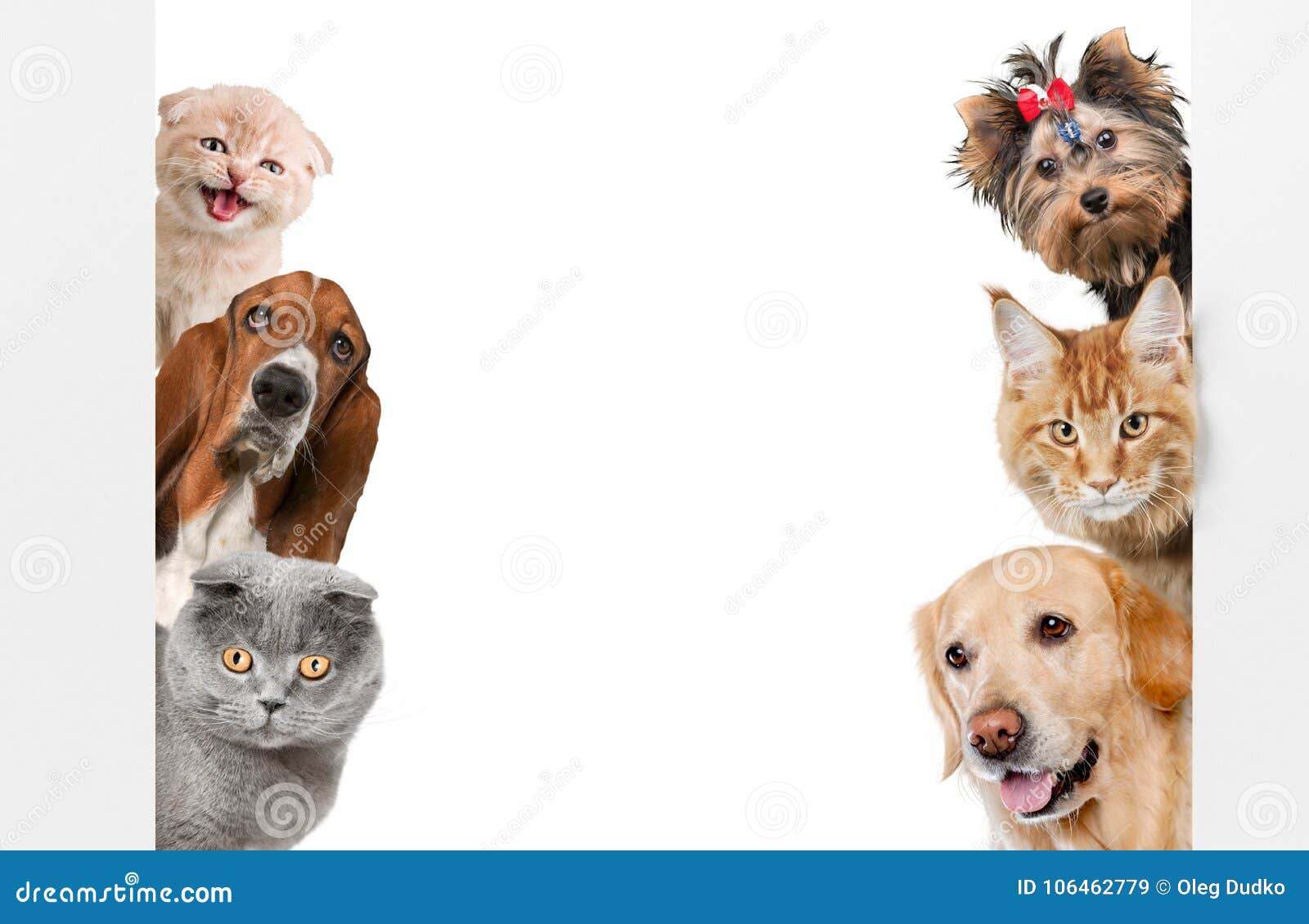 various cats and dogs as frame  on white