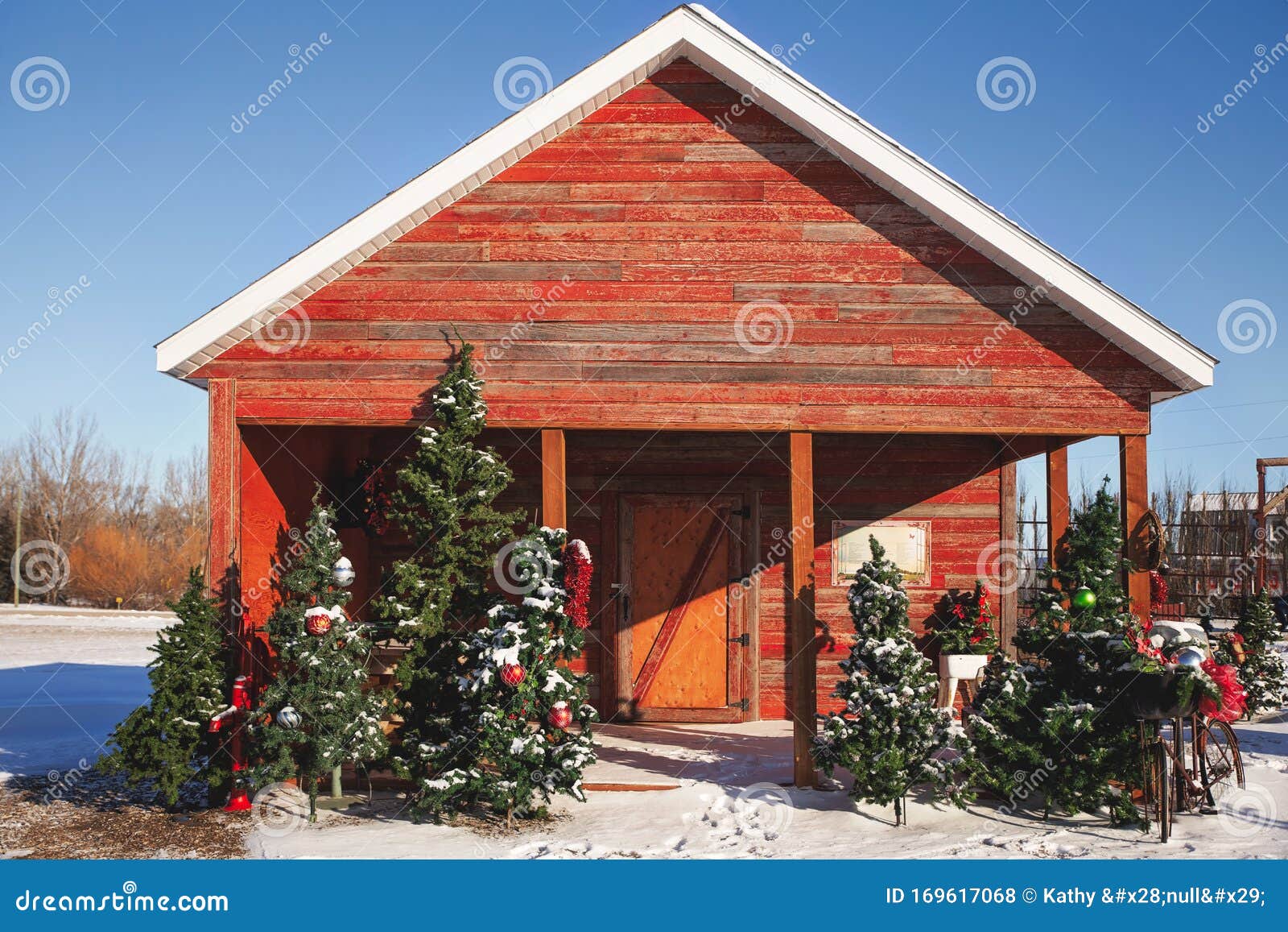 Various Christmas Trees by a Red Shed Stock Photo Image of seasonal