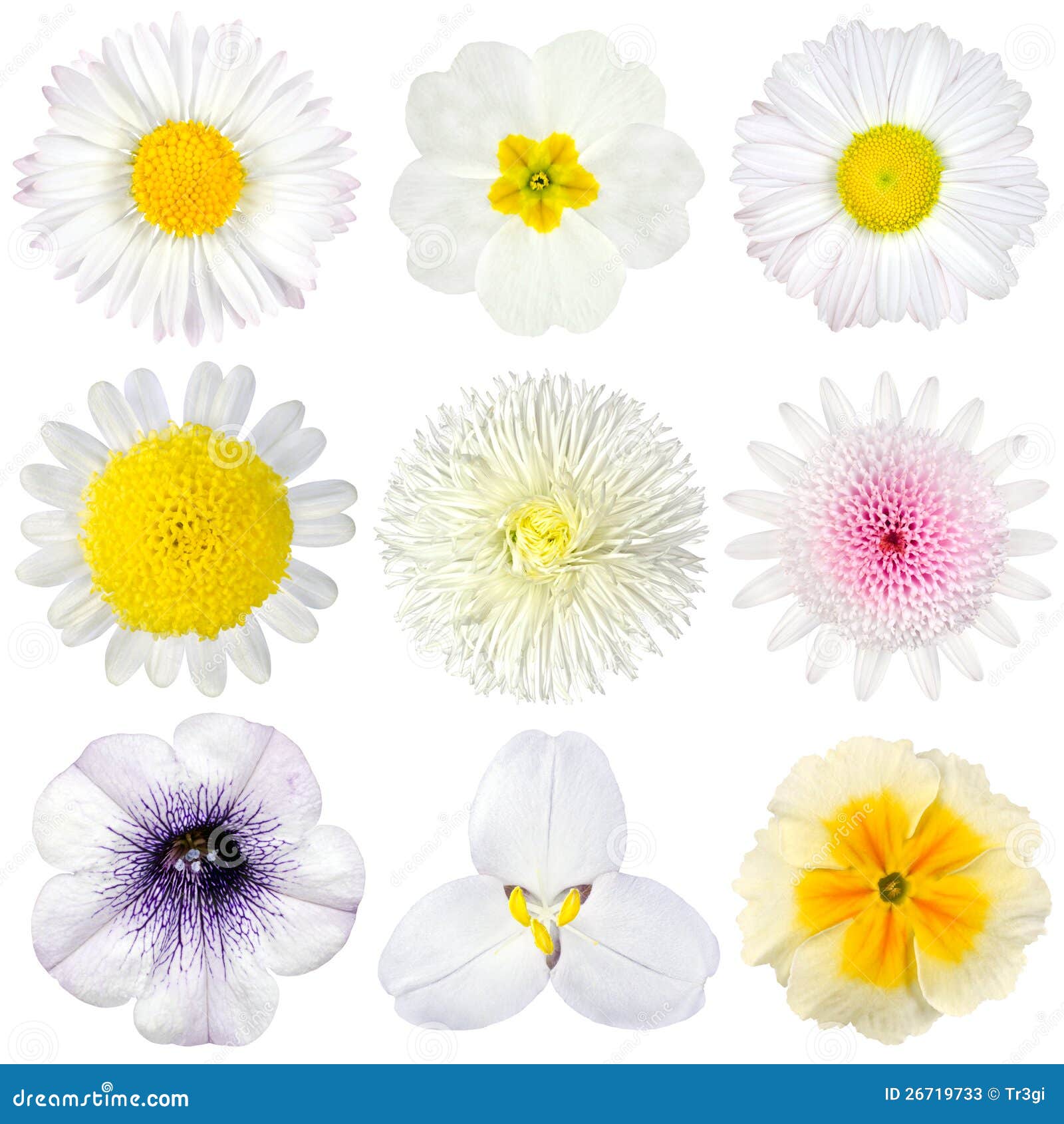 40 Types of White Flowers 