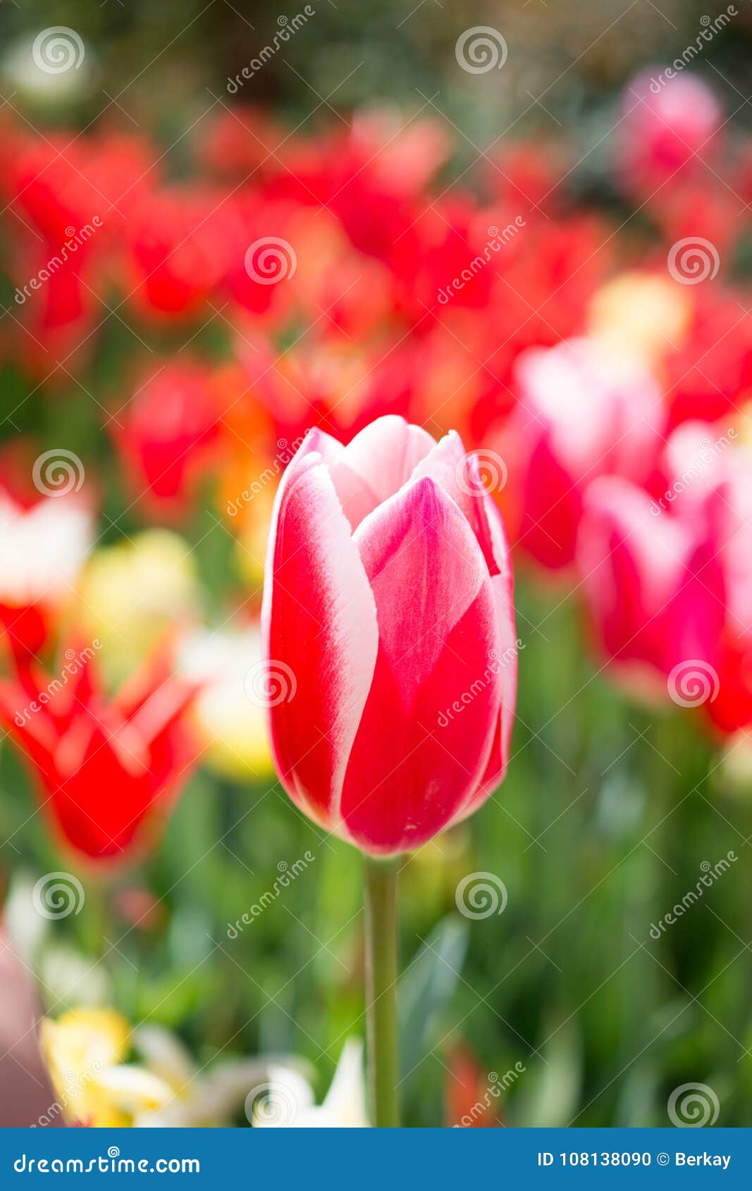 Various Color Tulip Flowers in the Garden Stock Photo - Image of ...