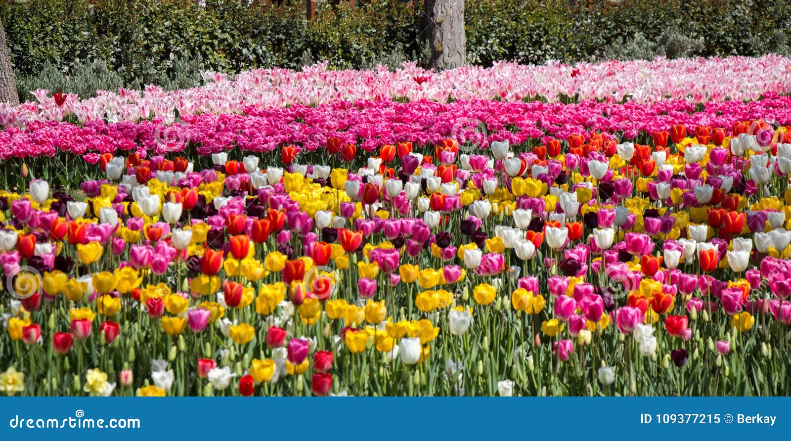 Various Color Tulip Flowers in the Garden Stock Image - Image of ...