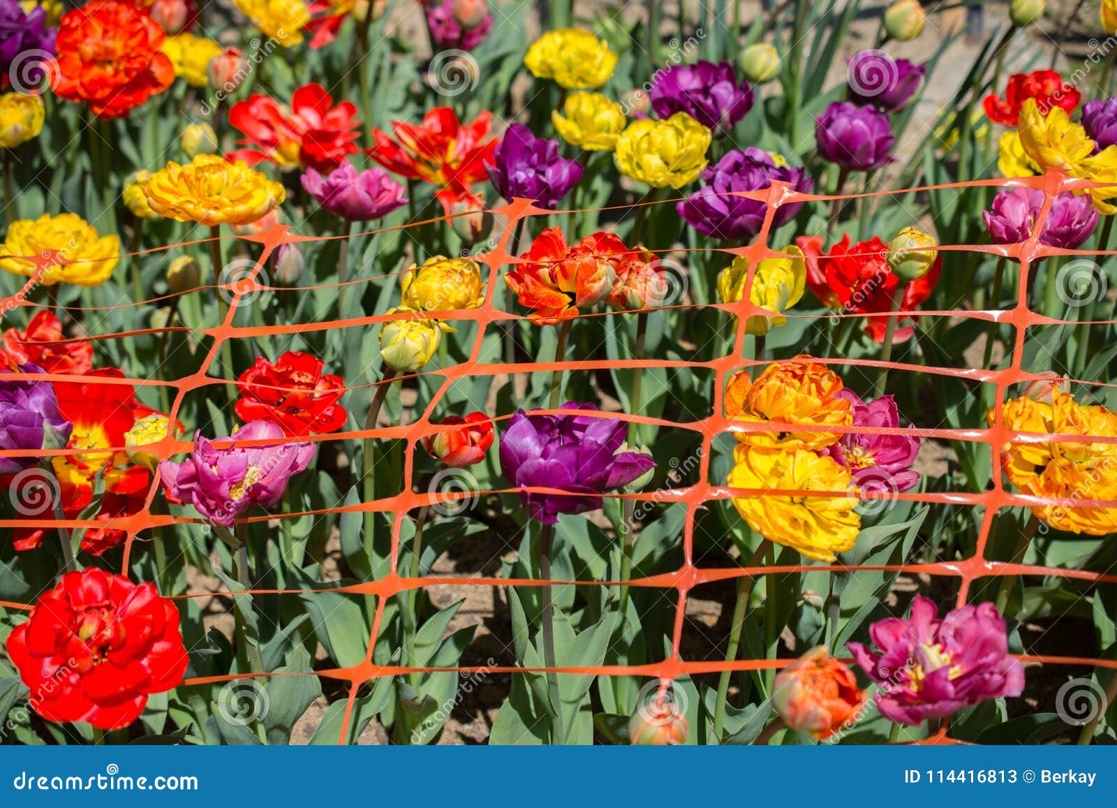 Various Color Tulip Flowers in the Garden Stock Image - Image of floral ...