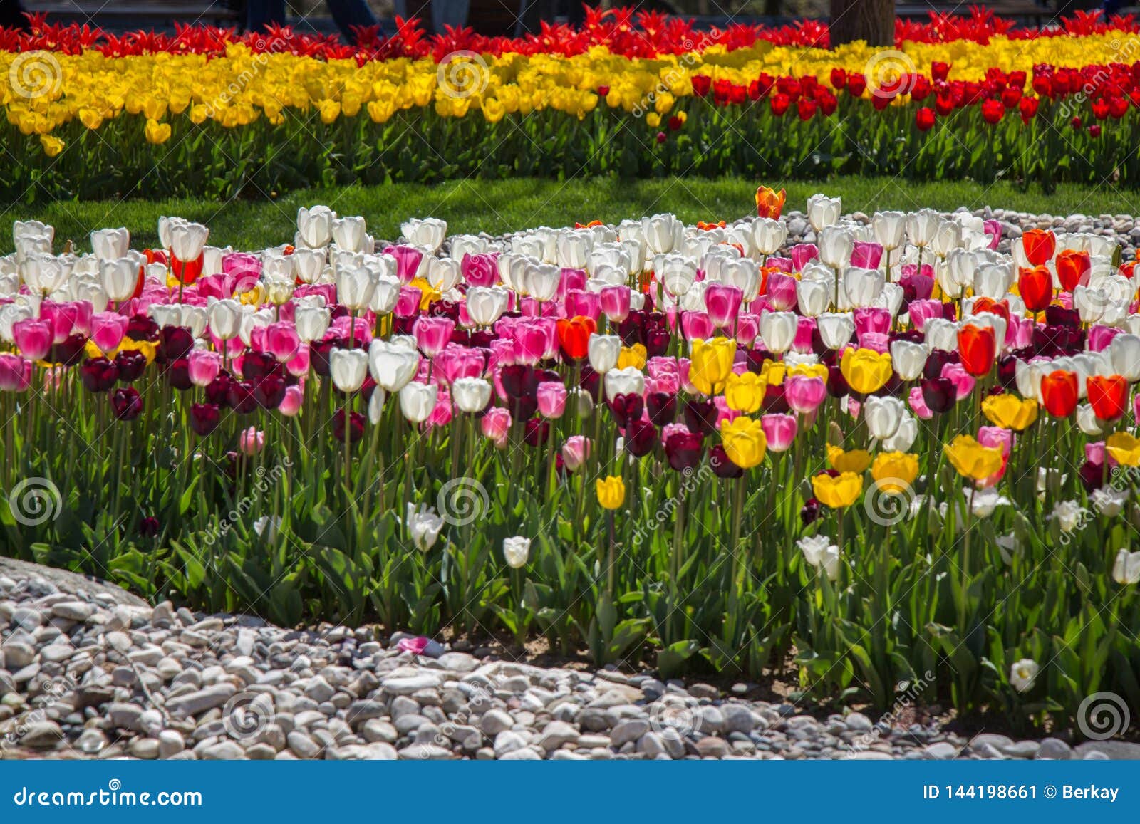 Various Color Tulip Flowers in the Garden Stock Image - Image of ...