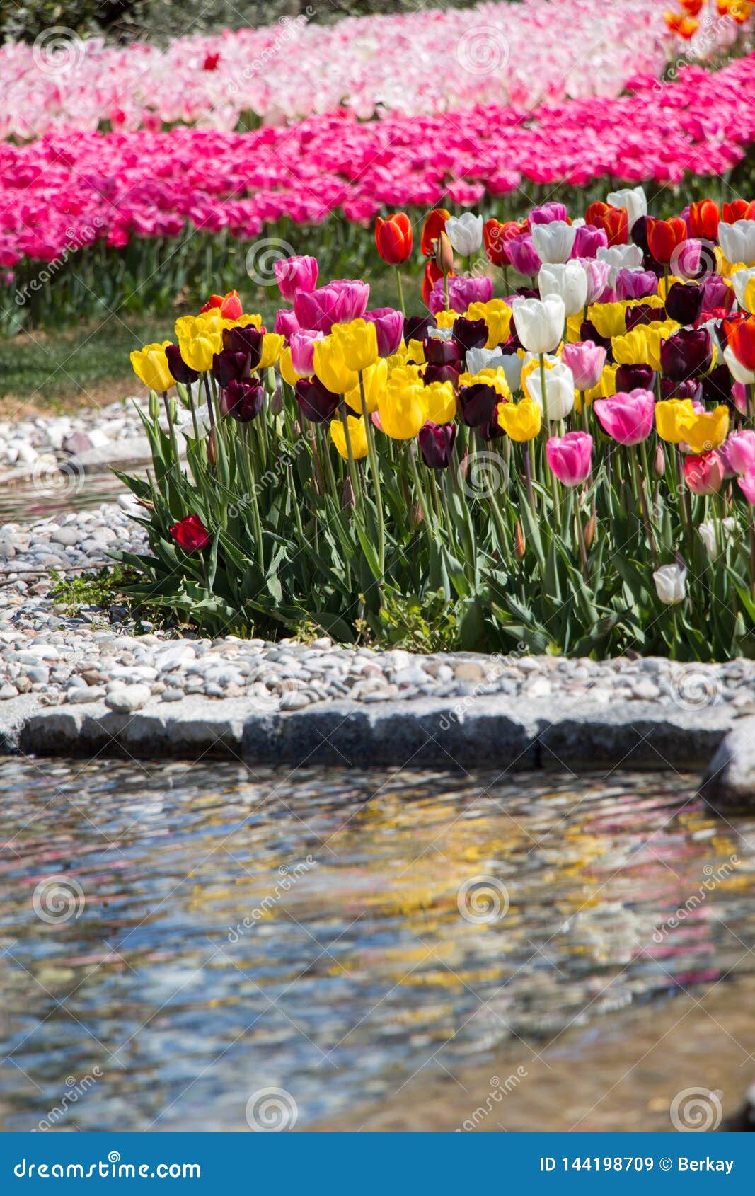 Various Color Tulip Flowers in the Garden Stock Image - Image of flower ...