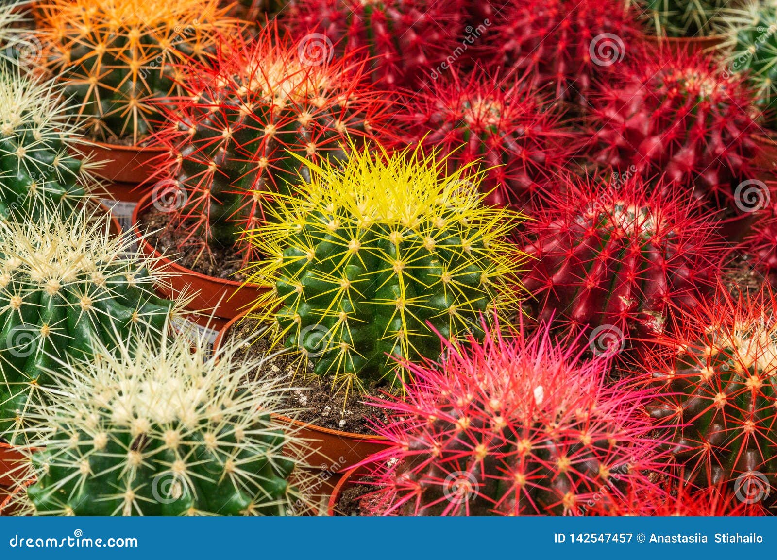 Various Colored Cacti Plants in a Greenhouse. Various Cacti on the