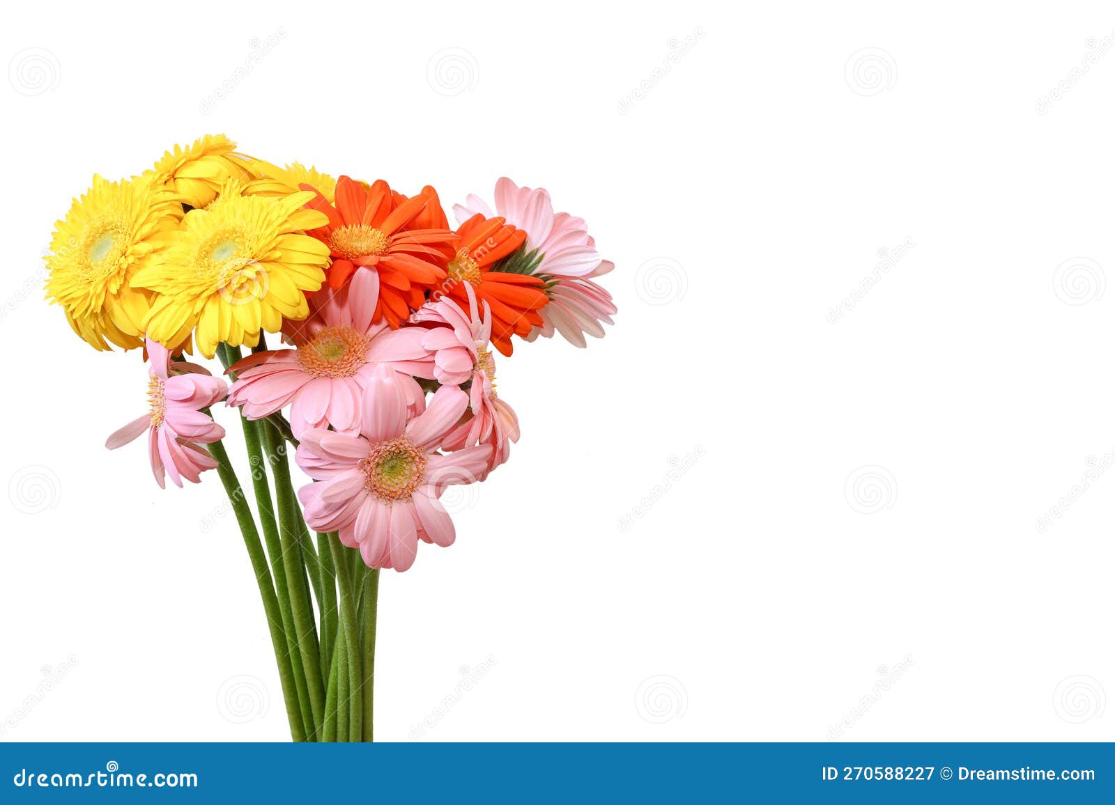 Various Colors of Transvaal Daisies Isolated on a White Background