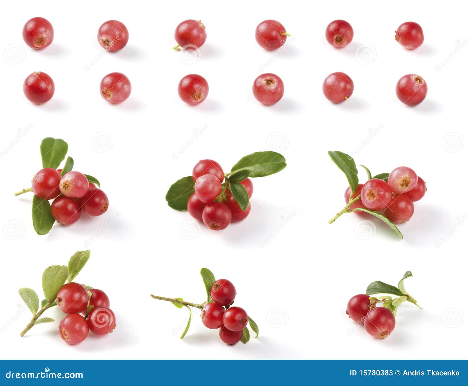 Various Cranberries stock image. Image of fruit, shadows 15780383