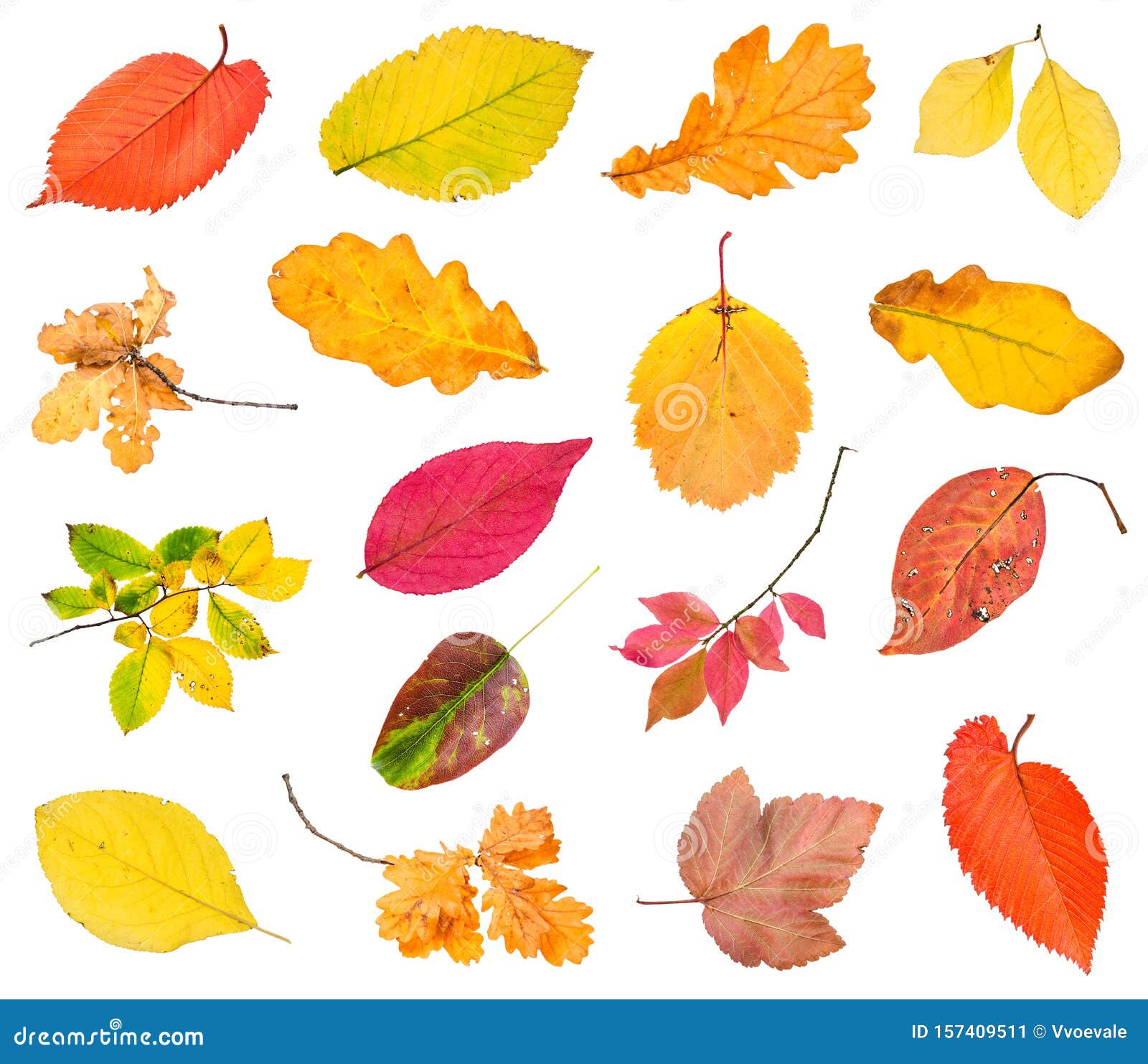 Various Fallen Leaves and Twigs Isolated Stock Image - Image of cutout ...