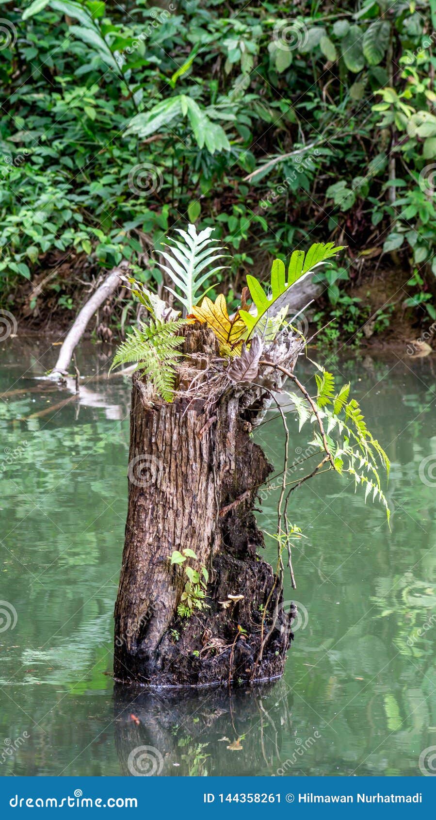 various of ferns plant grow on dead trunk of ulin eusideroxylon zwageri
