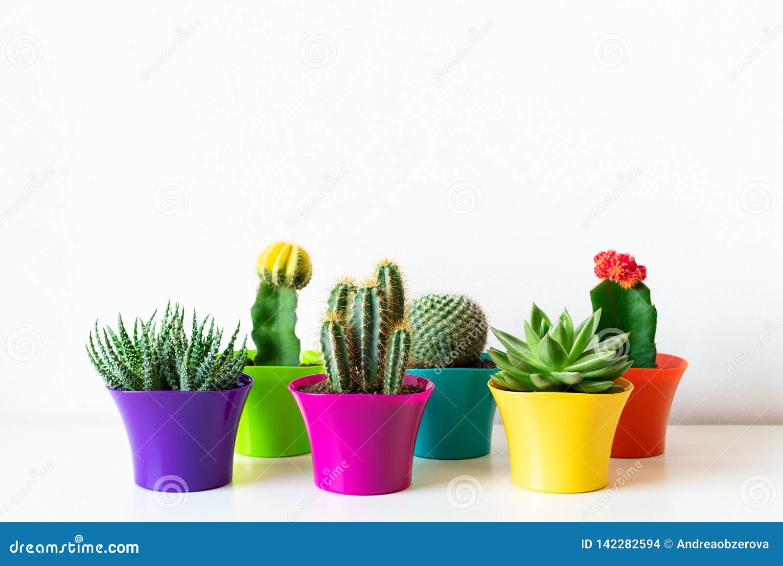 various flowering cactus and succulent plants in bright colorful flower pots against white wall. house plants on white shelf.