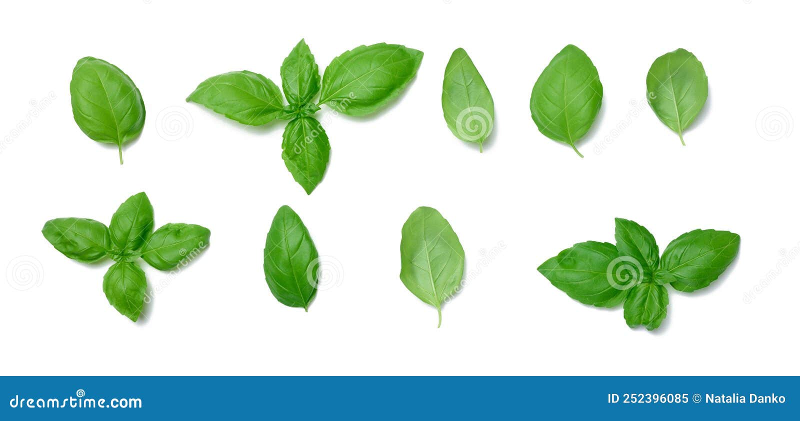 Various Green Basil Leaves Isolated on White Background Stock Image