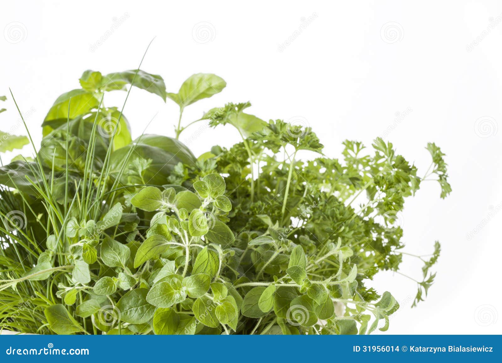 Various herbs stock photo. Image of gardening, eating 31956014