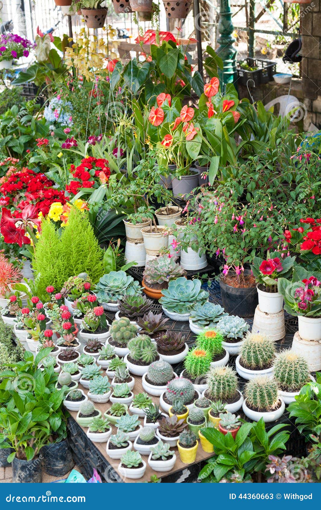 Various Indoor  Plants  For Sale  Stock Image Image of 