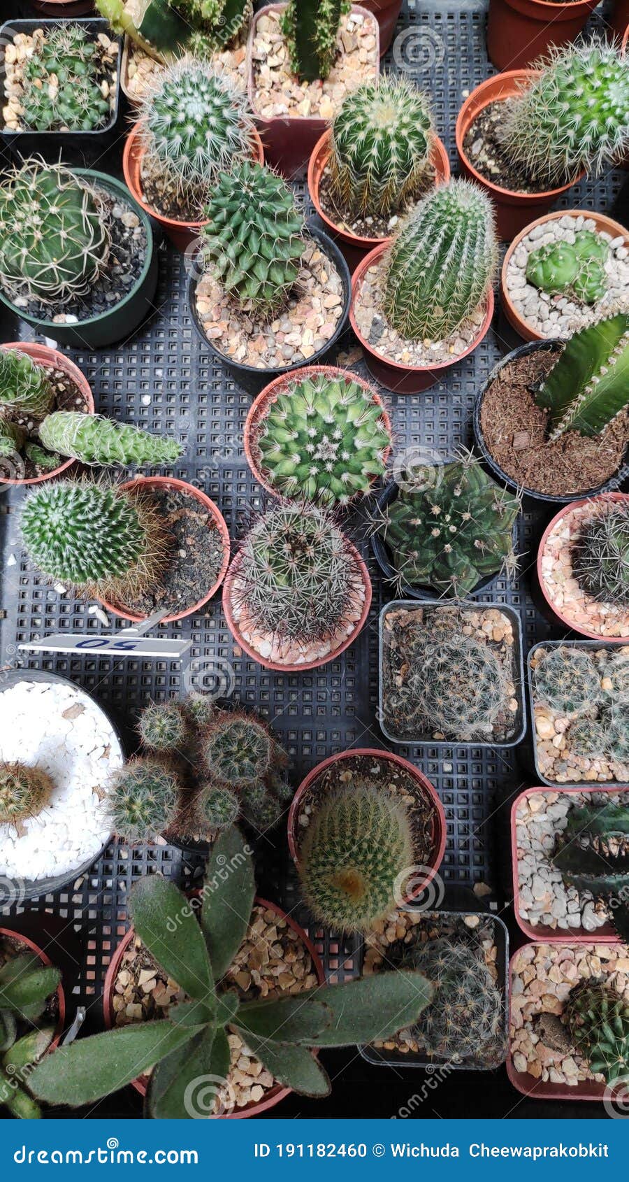 Various Kinds of Small Cactus Plants in Pots for Sale. Stock Photo