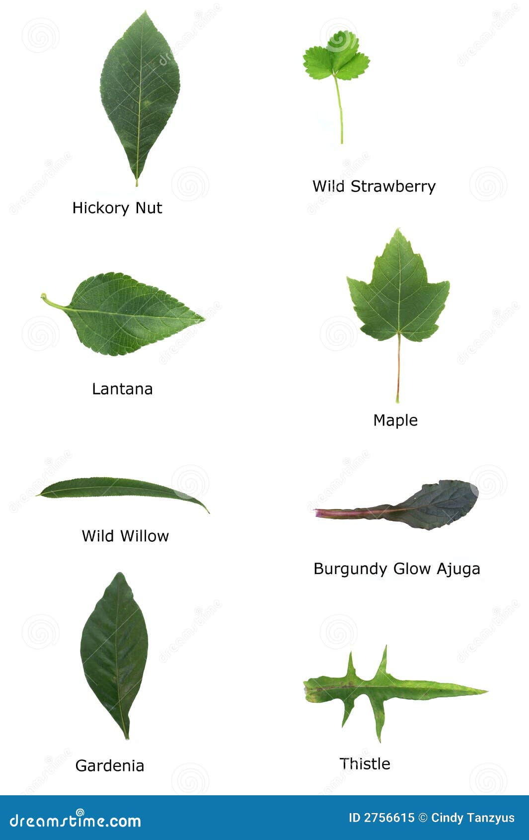 Various Leaves 2 Royalty Free Stock Photo Image 2756615