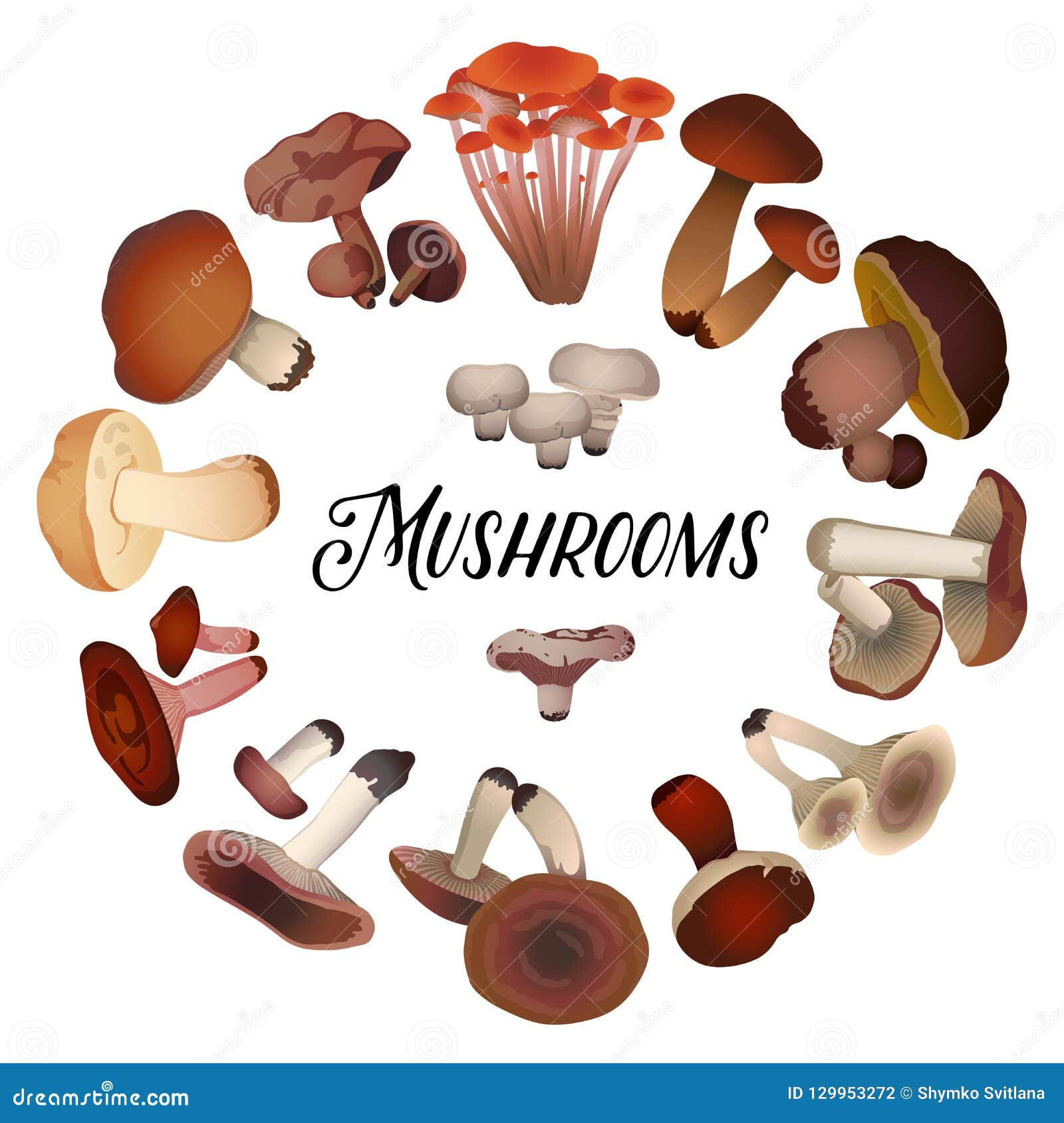 Various Mushrooms Laid Out in a Circle Stock Vector Illustration of
