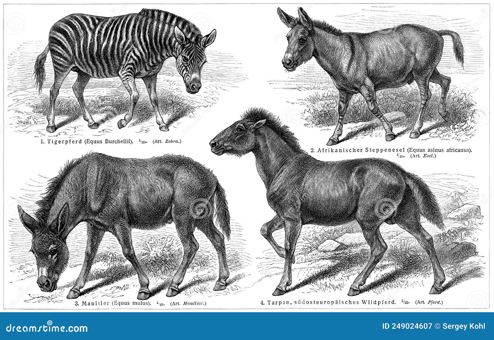 Various Oddtoed Ungulate Animals. Editorial Photo