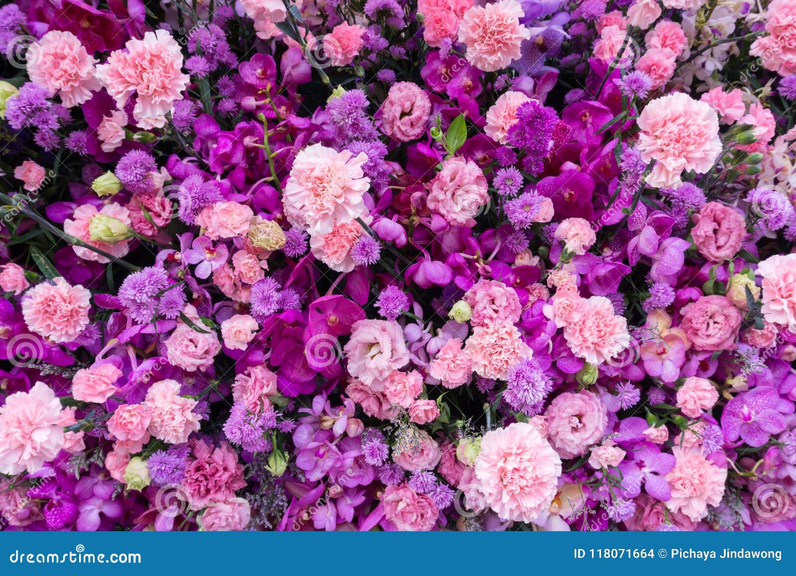 An Incredible Collection of Over 999+ Purple Flower Images in Stunning ...