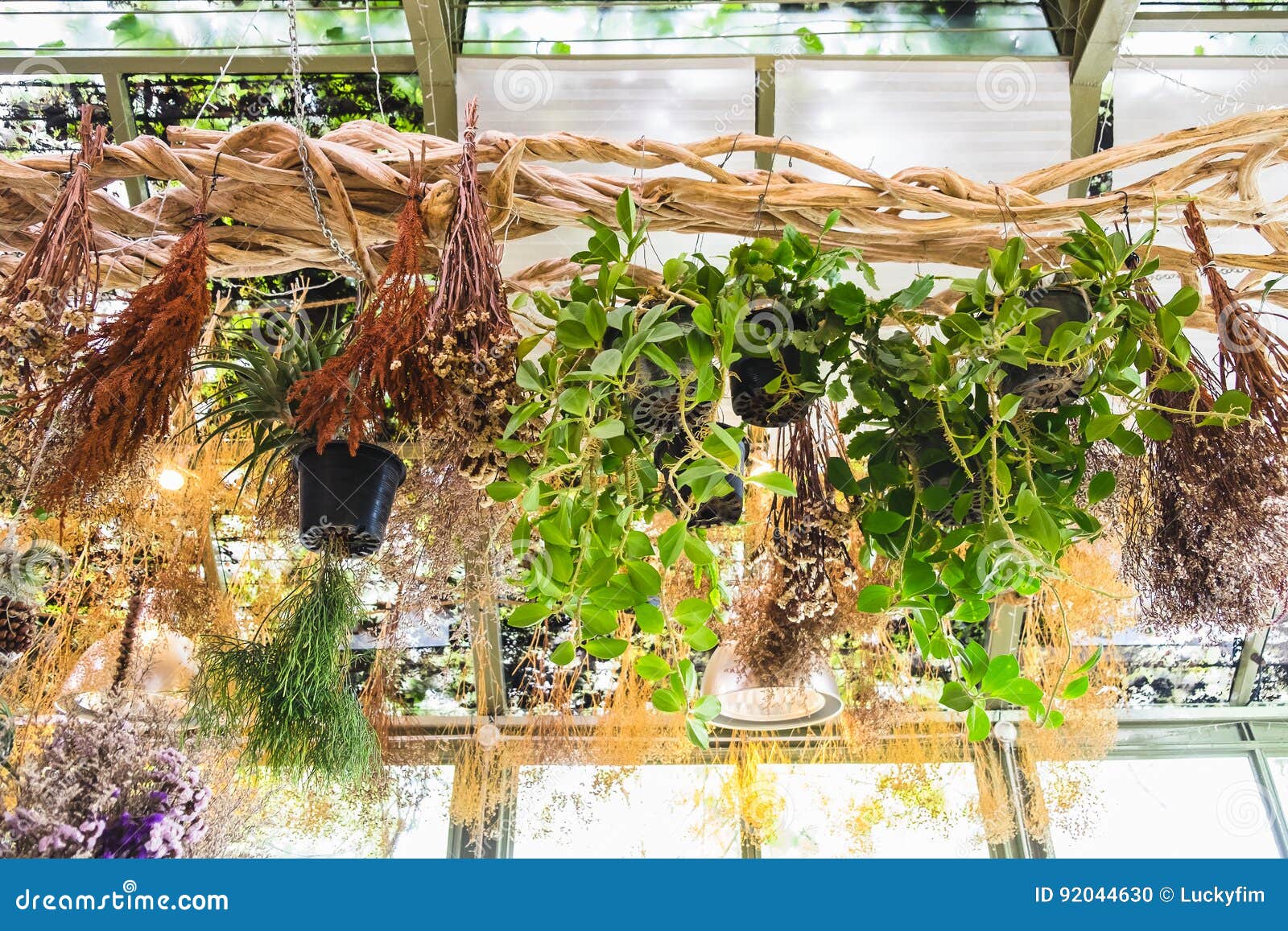 Various Plant and Dry Flower Hanging on Vine Stock Photo Image of