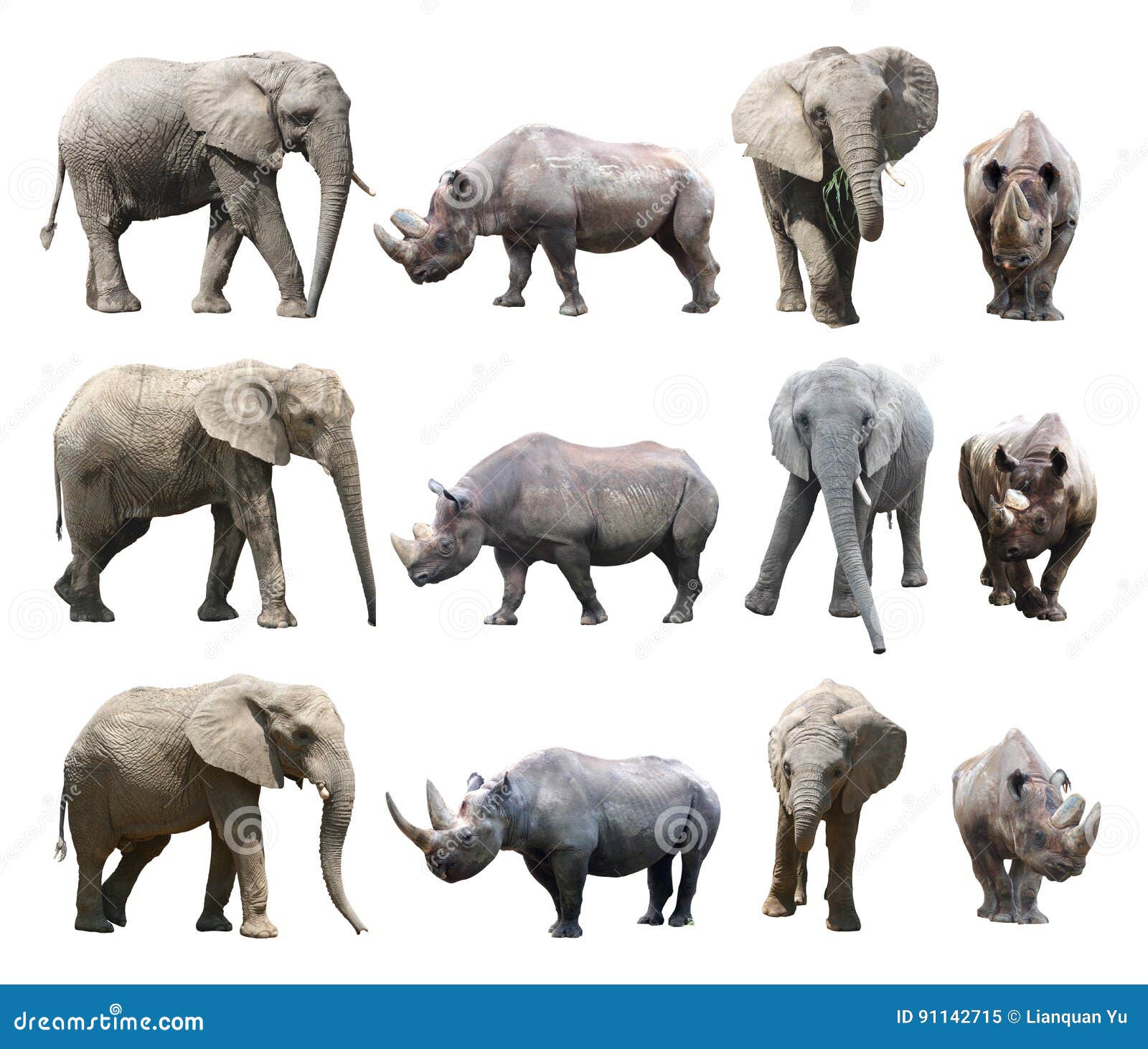 The Various Postures of the African Elephant and Black Rhinoceros on White Background Stock Image - Image of natural, animal: 91142715 The Various Postures of the African Elephant and Black Rhinoceros on White Background Stock Image - Image of natural, animal: 91142715