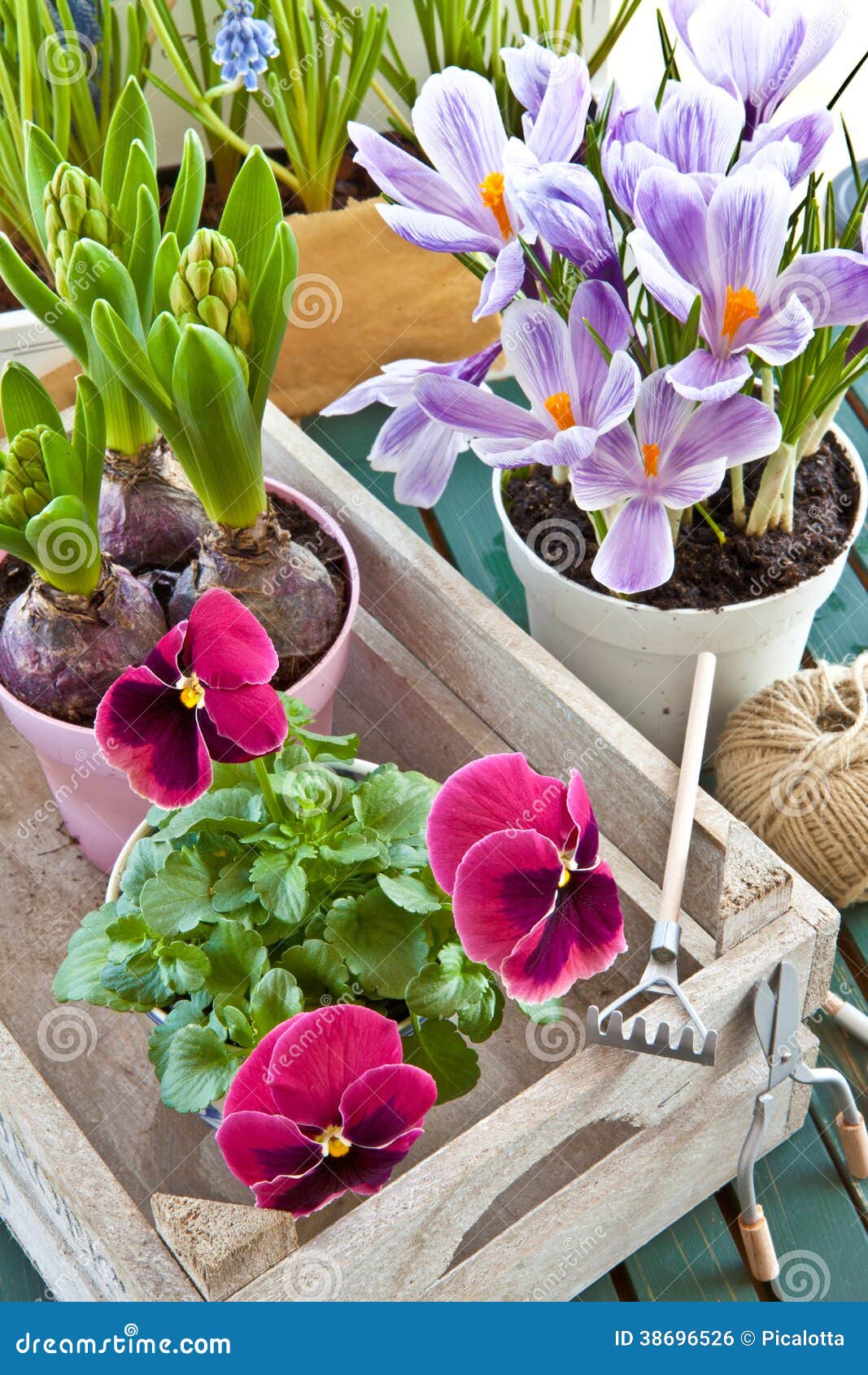 Various Potted Spring Flowers Stock Photo Image of potted, garden