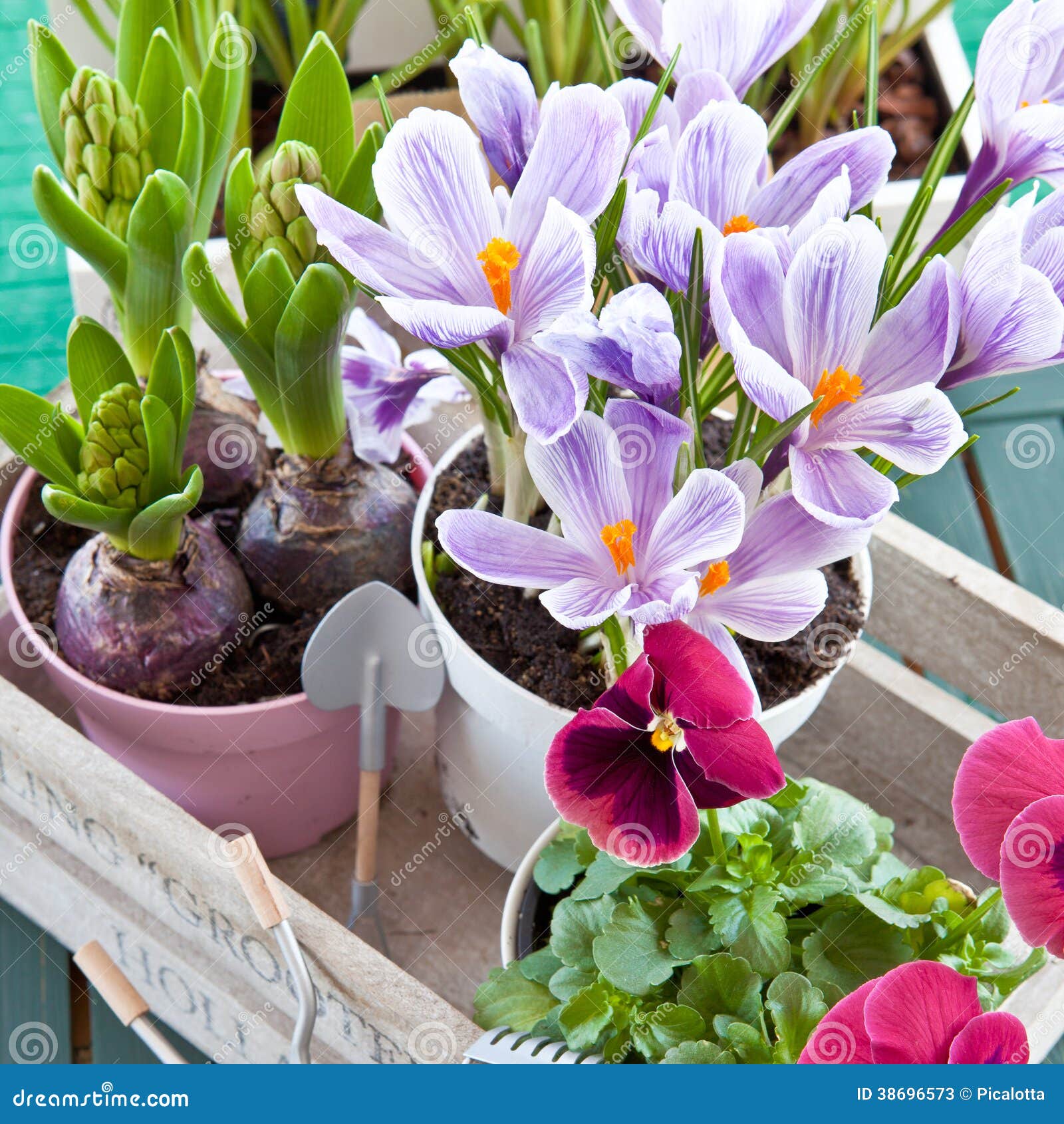 Various Potted Spring Flowers Stock Image Image of potted, decorative