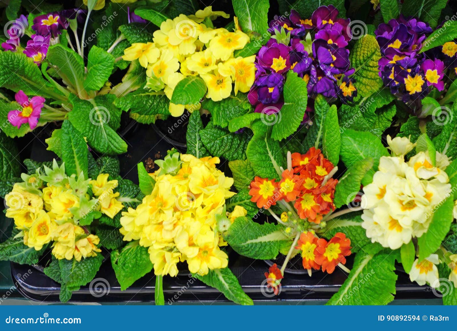 Various Primrose Flowers in the Store Stock Photo Image of violet