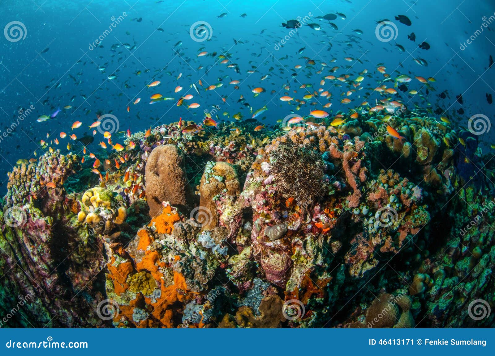 Various reef fishes swim above coral reefs in Gili, Lombok, Nusa Tenggara Barat, Indonesia underwater photo. There are various hard coral reefs, sponges and anthias