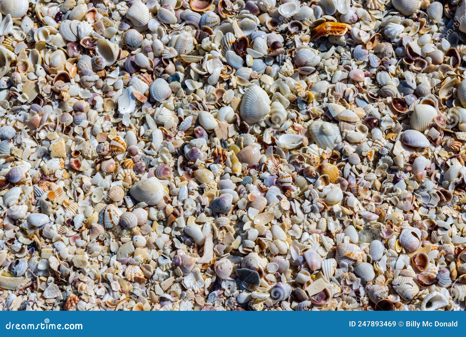 various sea shells scattered on bowmans beach