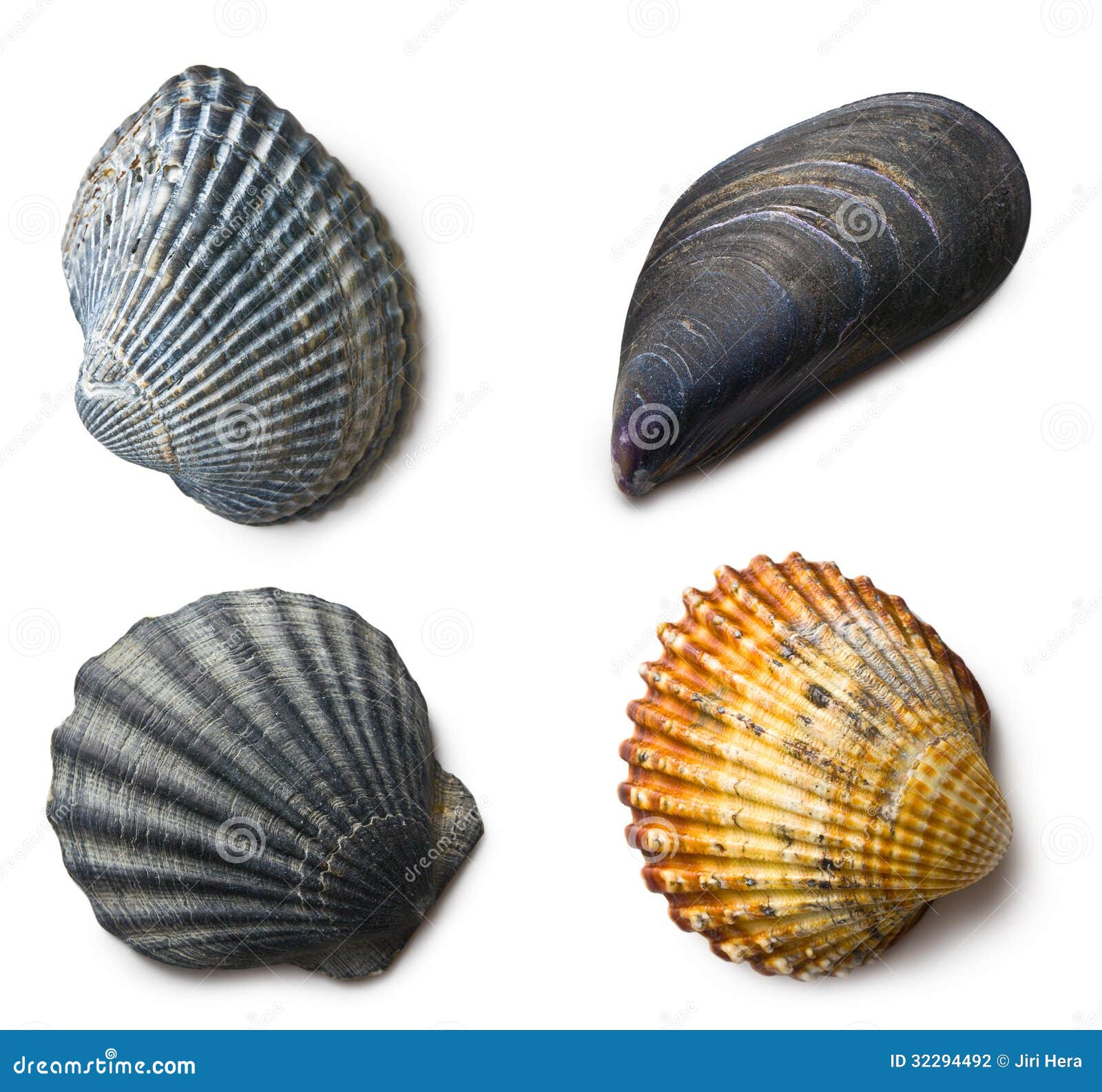 various sea shells on white background