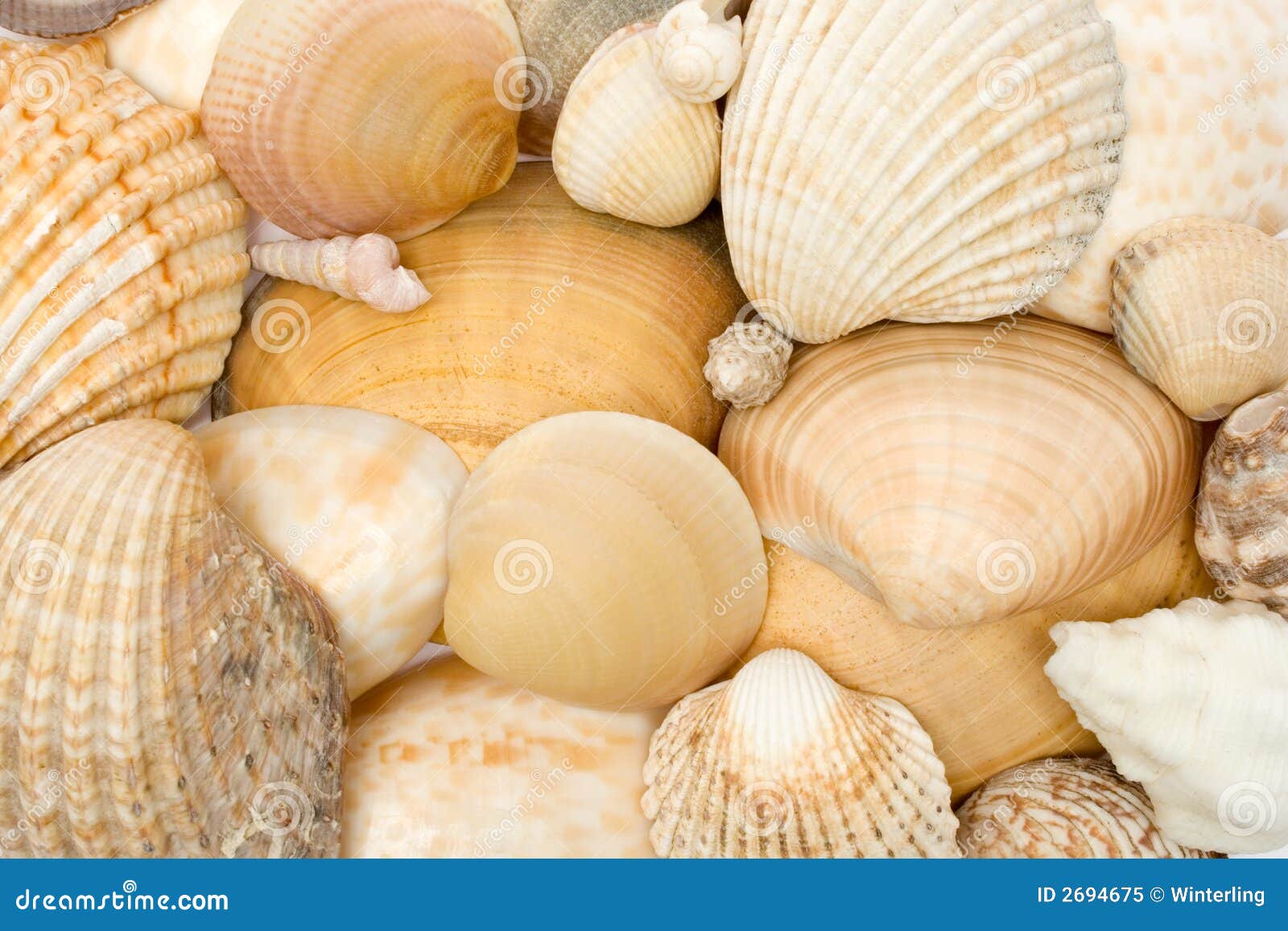 various seashells