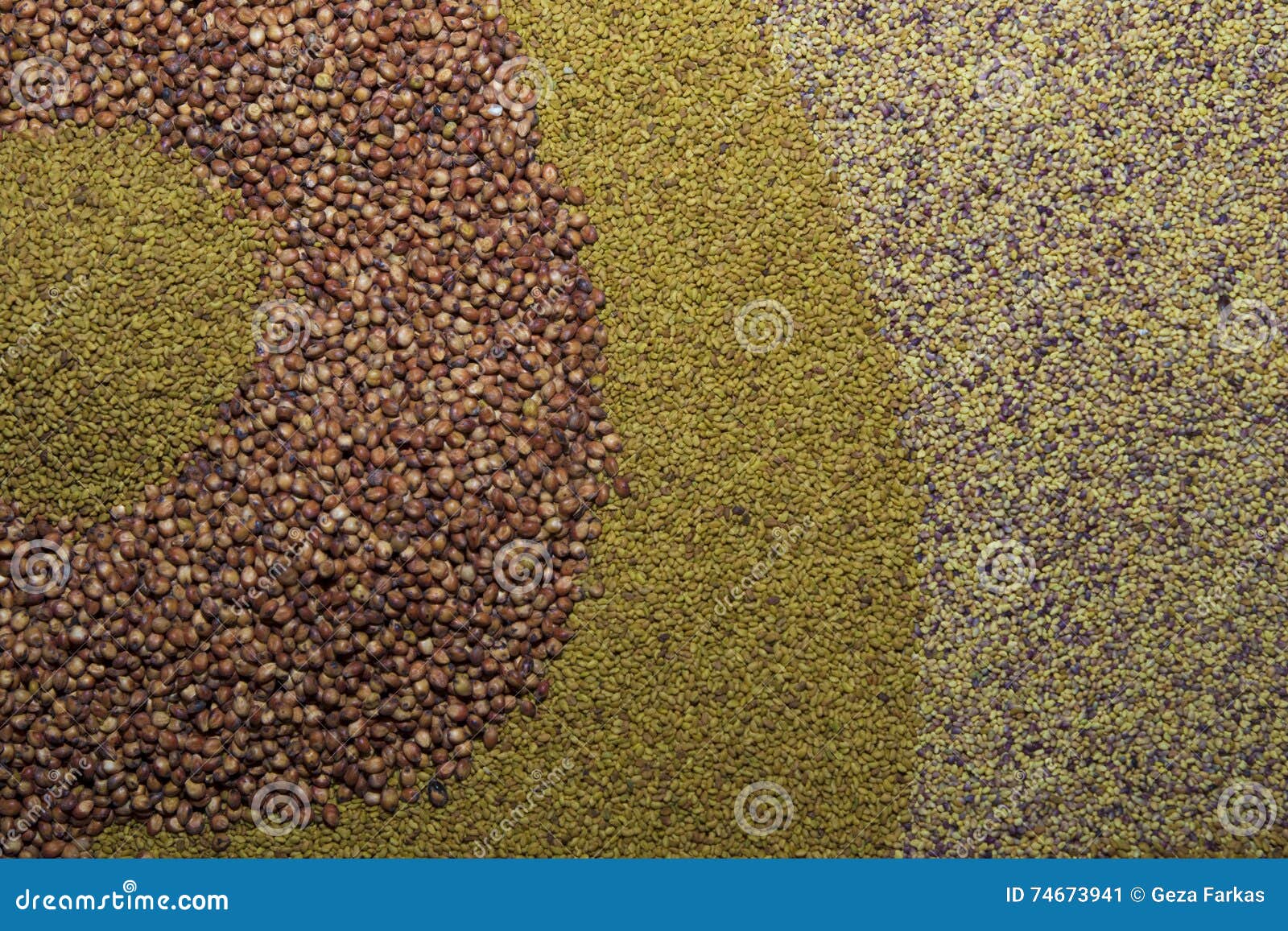 Various Seed , Alfalfa, Grass, Millet, Vetch Stock Image Image of