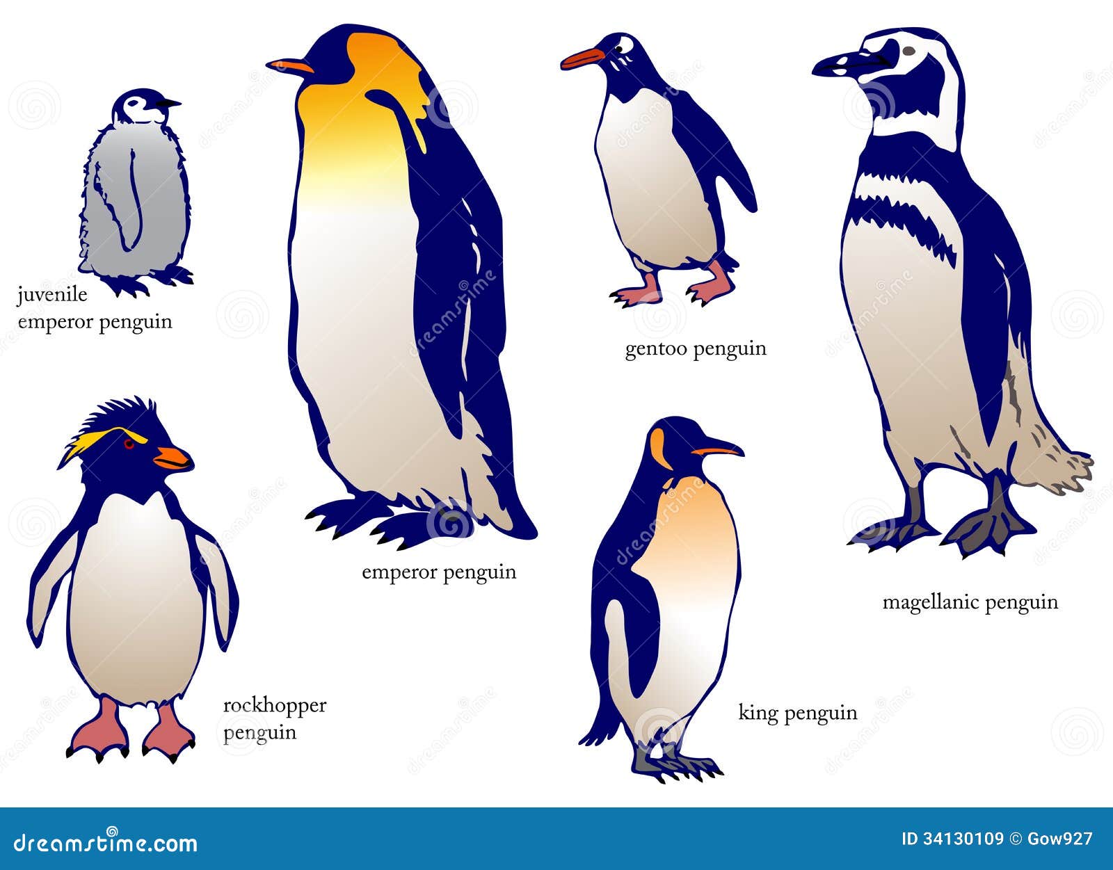 Various Species of Penguin with Name (vector) Stock Vector - Illustration  of north, isolation: 34130109