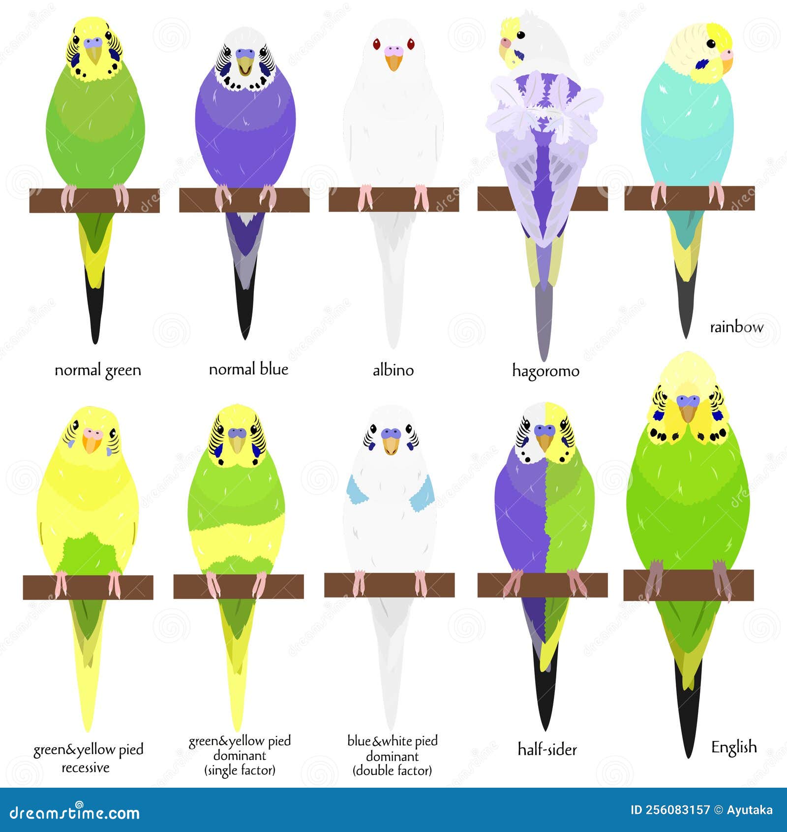 Parakeet breeds clearance