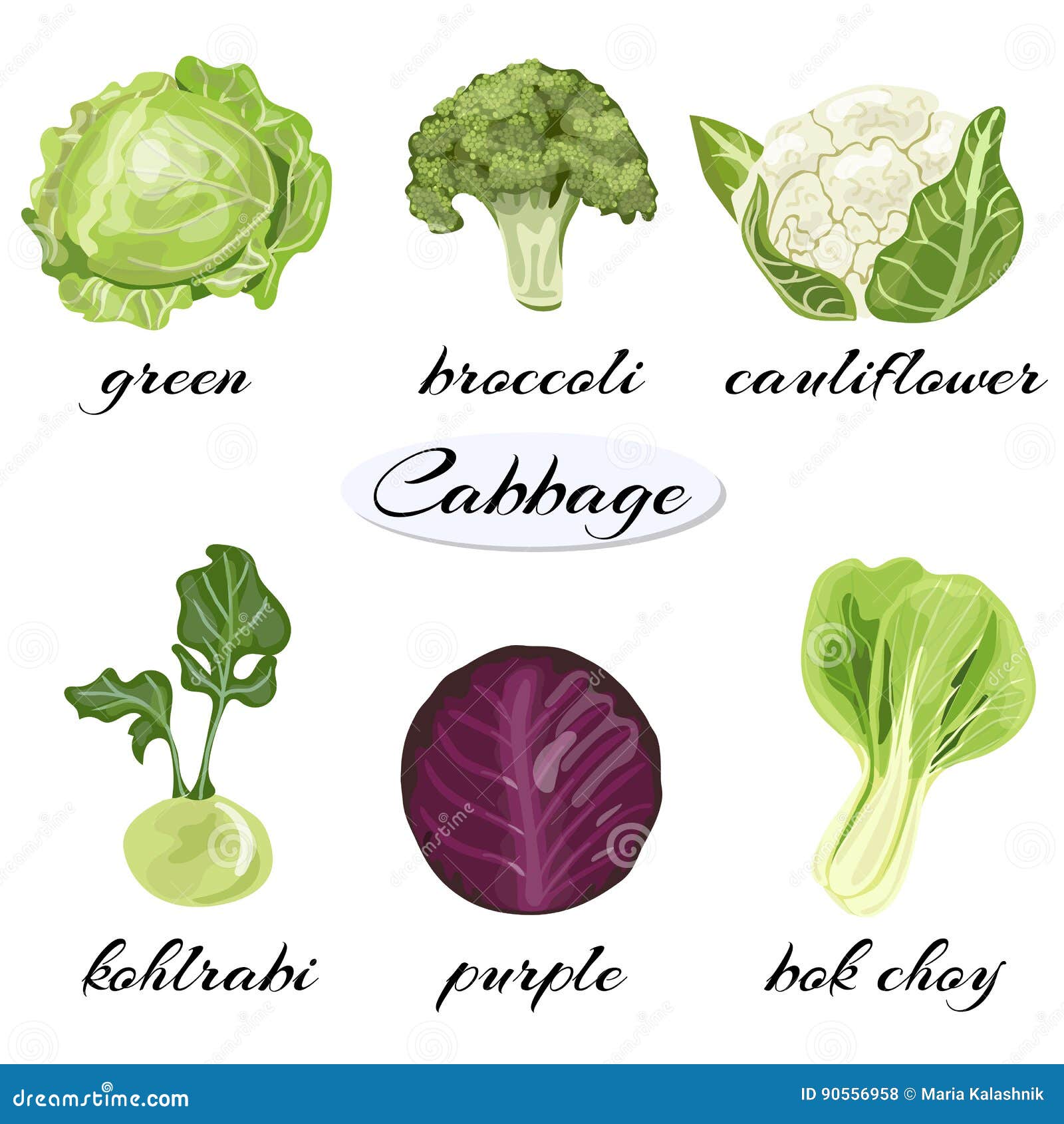 Various types of cabbage stock vector Illustration of 