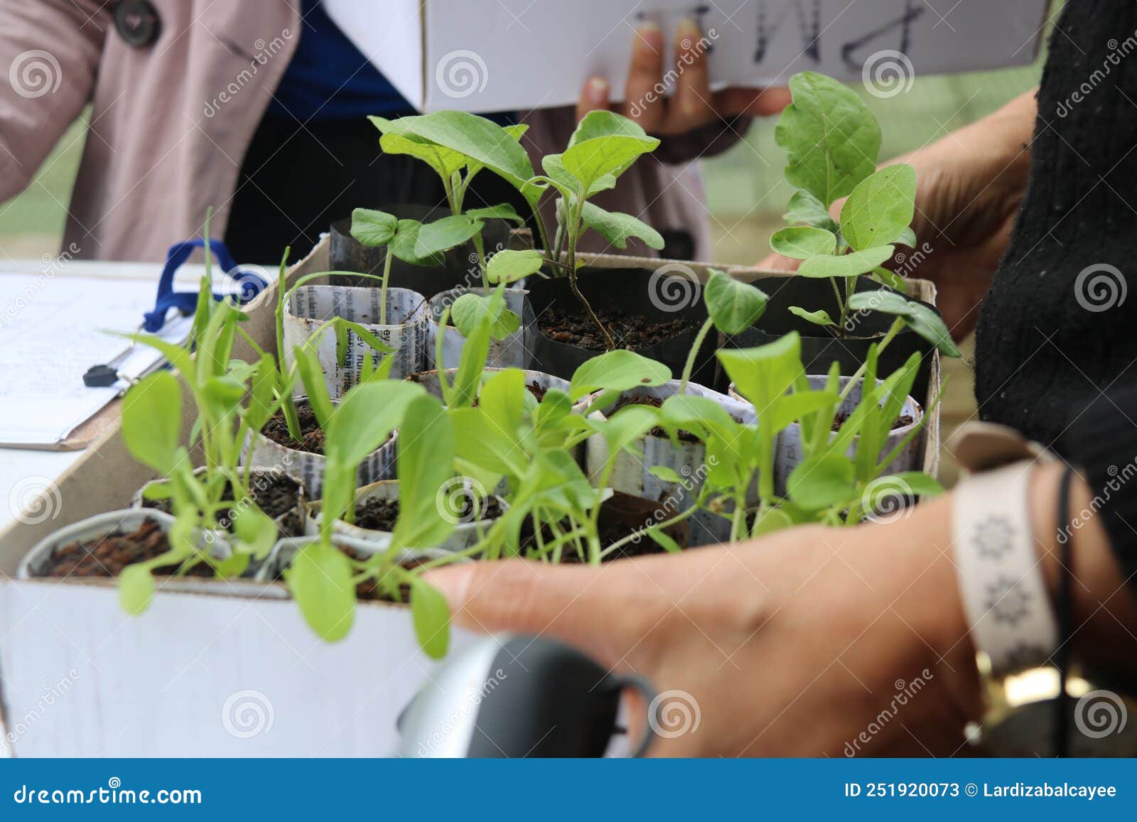 Various Vegetable Seedlings Stock Image Image of produce, food 251920073