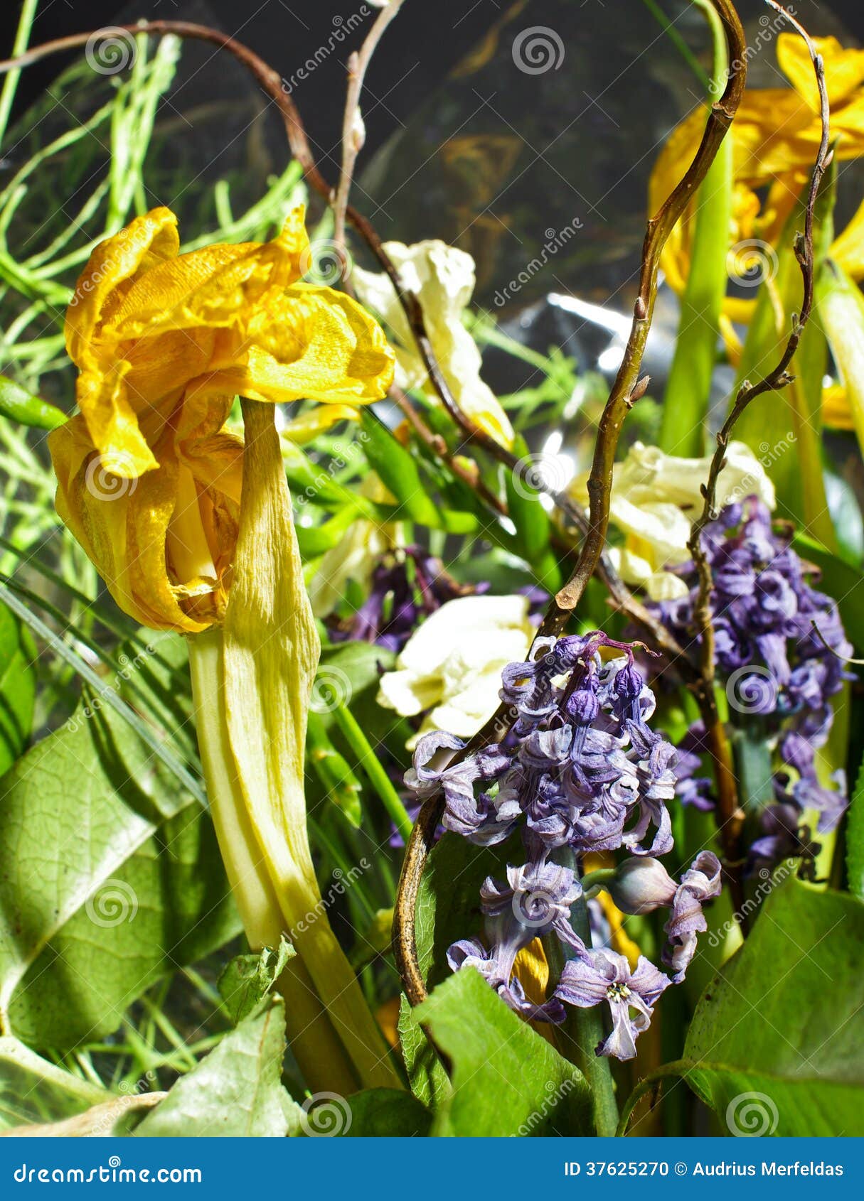Various wilted flowers stock photo. Image of left, dehydration 37625270