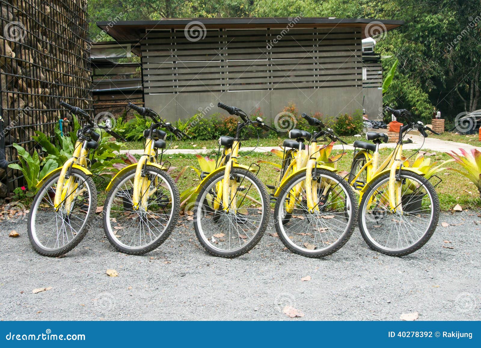 Various Yellow Bikes in a Row Stock Photo Image of line, yellow 40278392