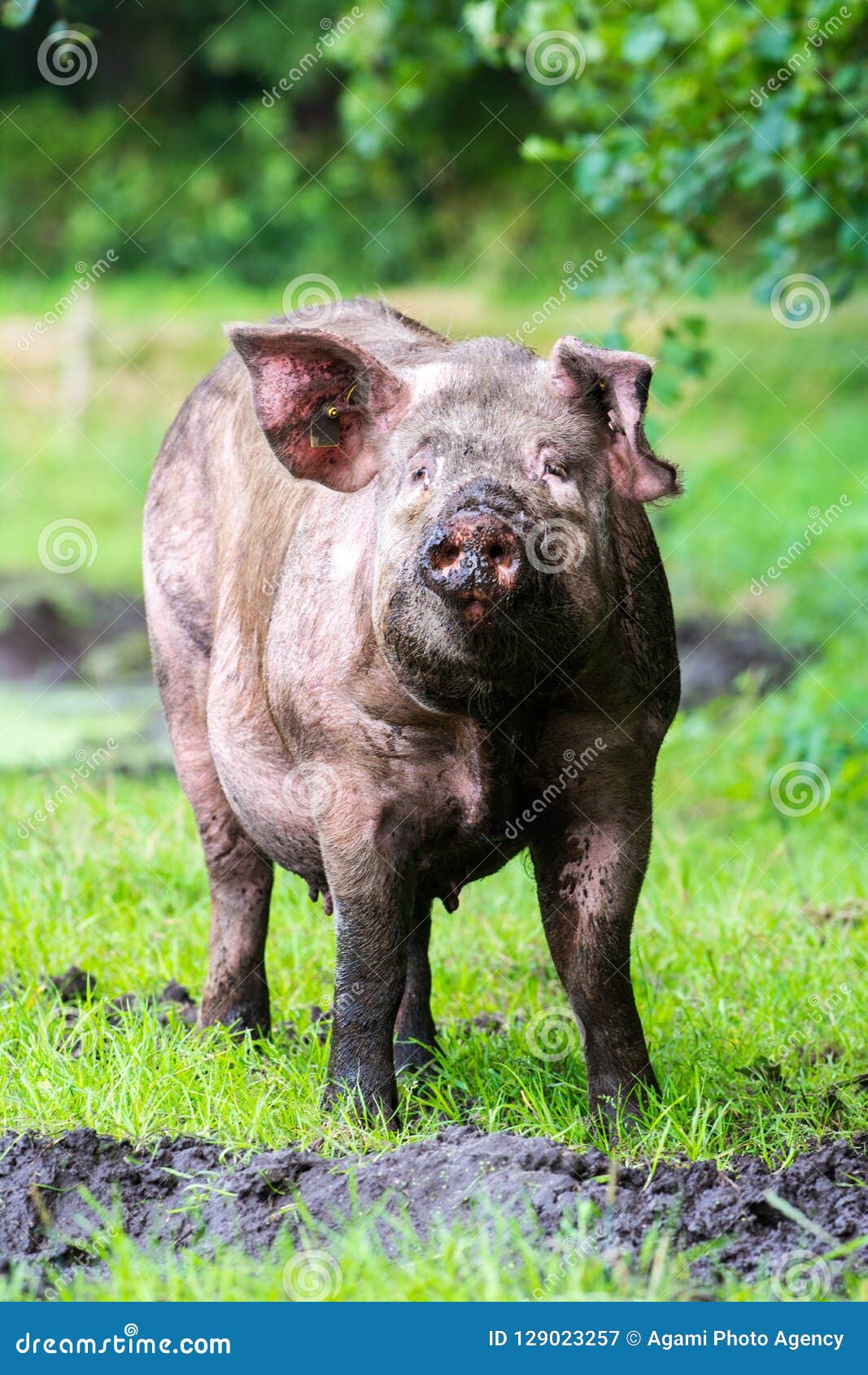 varken, domestic pig