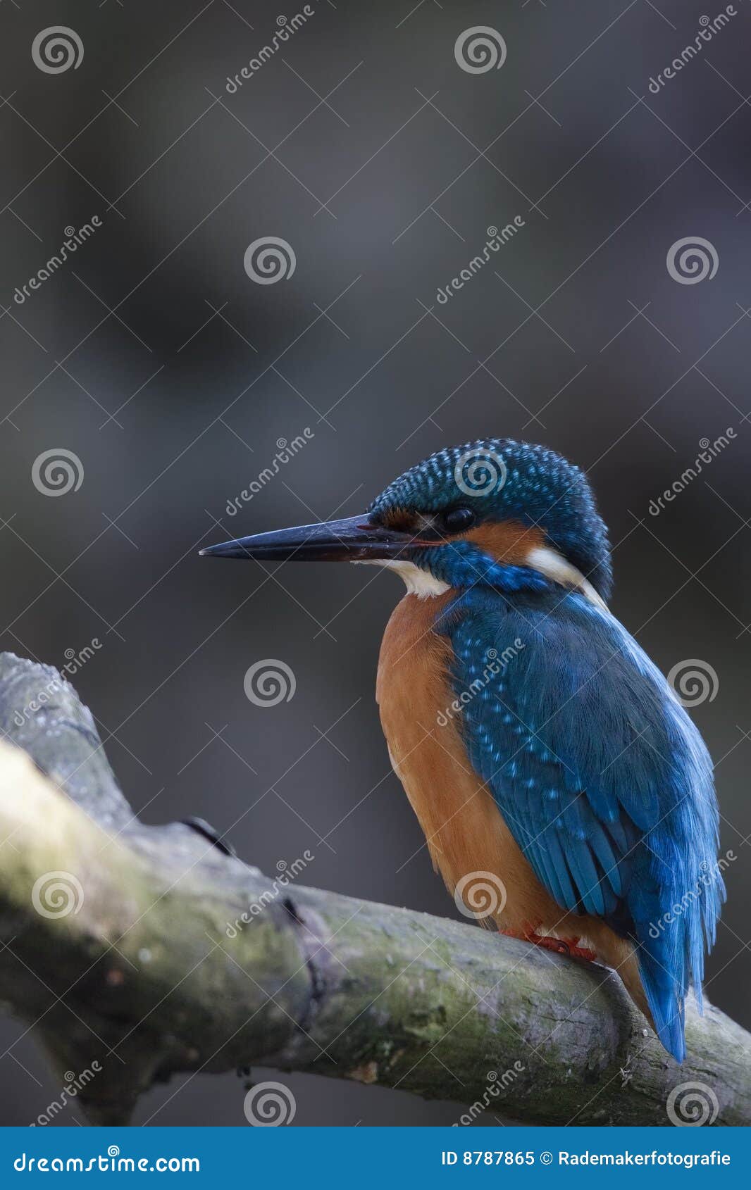 Varón del martín pescador. Un martín pescador masculino que se sienta en un infront de la ramificación apenas de la madriguera en donde la hembra puso sus huevos.