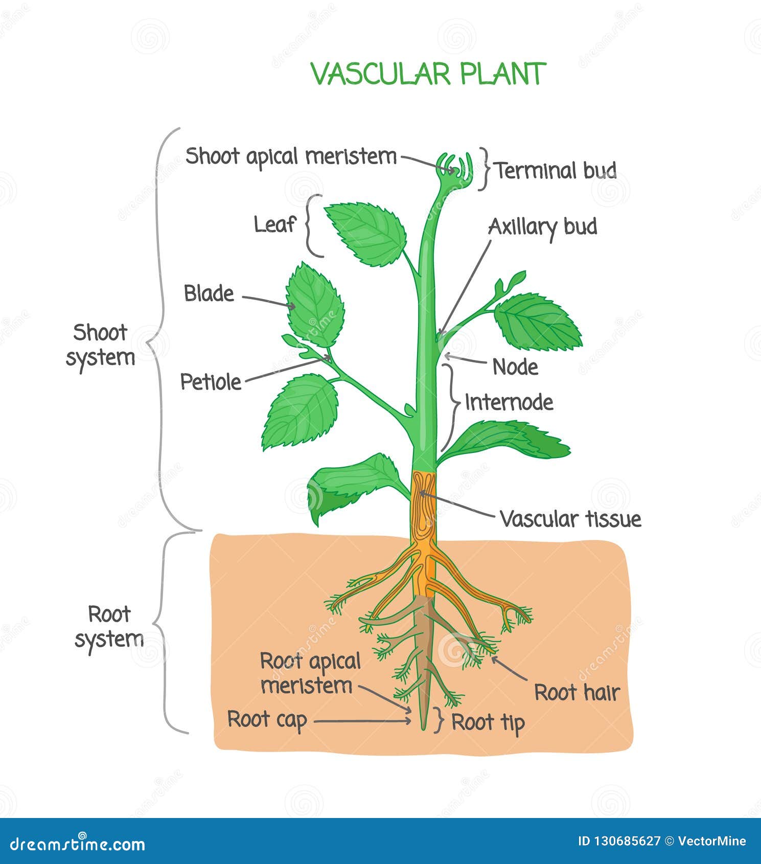 vascular plant biological structure labeled diagram,  